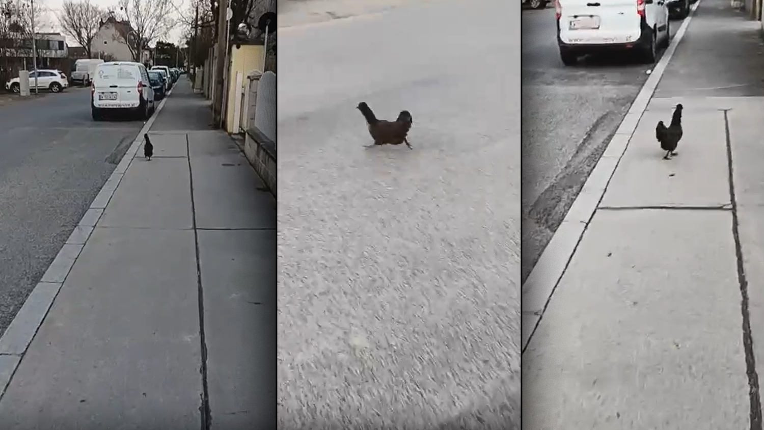 In der Donaustadt sorgte ein freilaufendes Huhn für  jede Menge Lacher. Der Wiener entdeckte das Tier am Dienstagabend.
