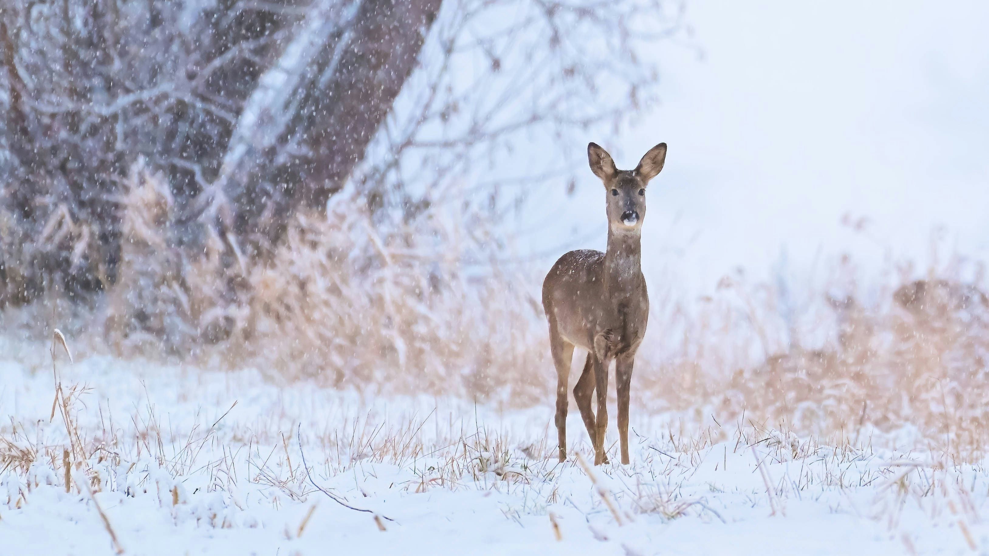 Heute.at - Frost bis ins Flachland, dann peitscht Föhn-Sturm durch