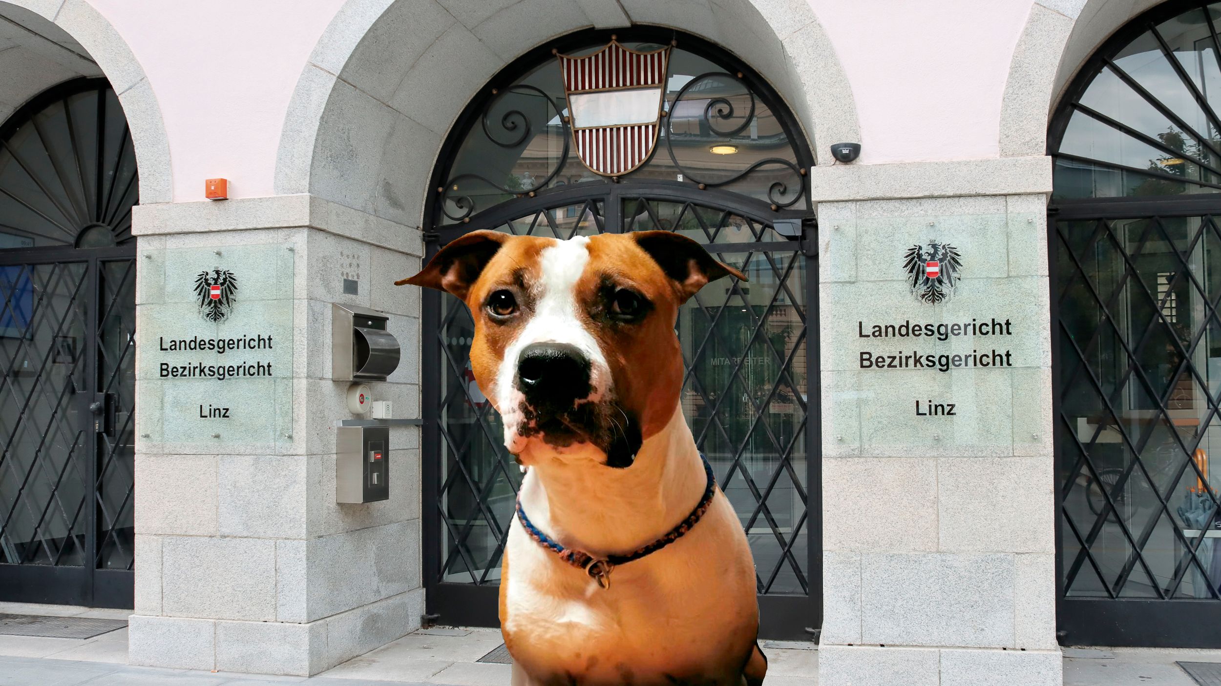 Die 38-jährige Halterin von Elmo muss sich vor Gericht verantworten.&nbsp;