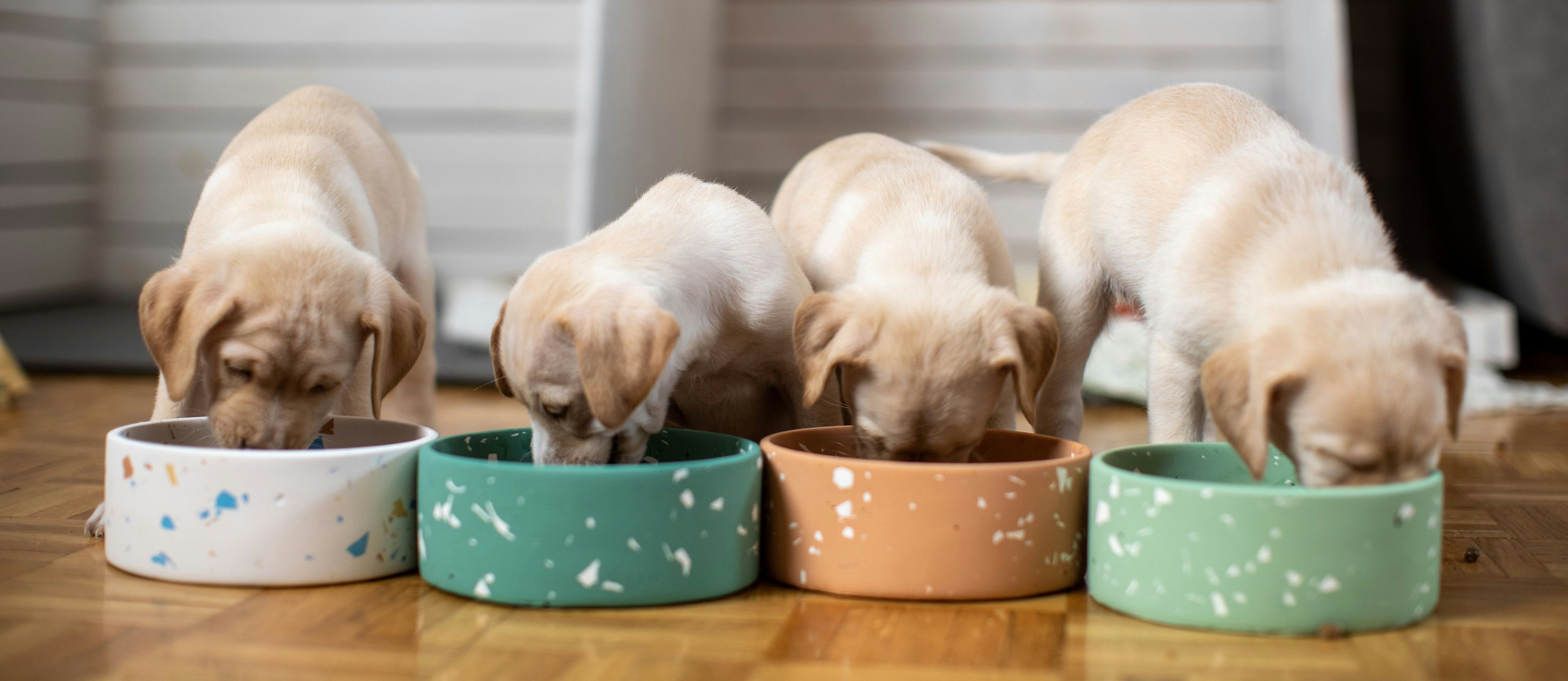 Labradore haben einen ziemlichen Appetit aufs Leben – aber nicht nur
