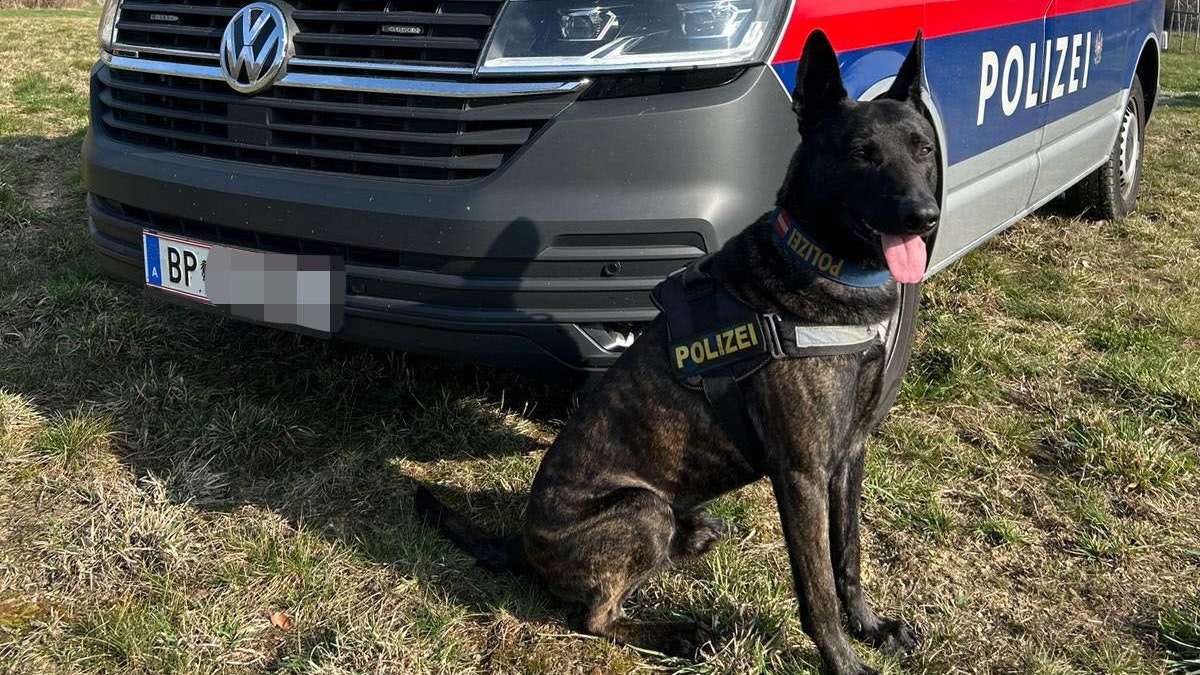 Schnelle Interventionsgruppe und Polizeidiensthund "Nox vom Saggautal" waren im Einsatz.