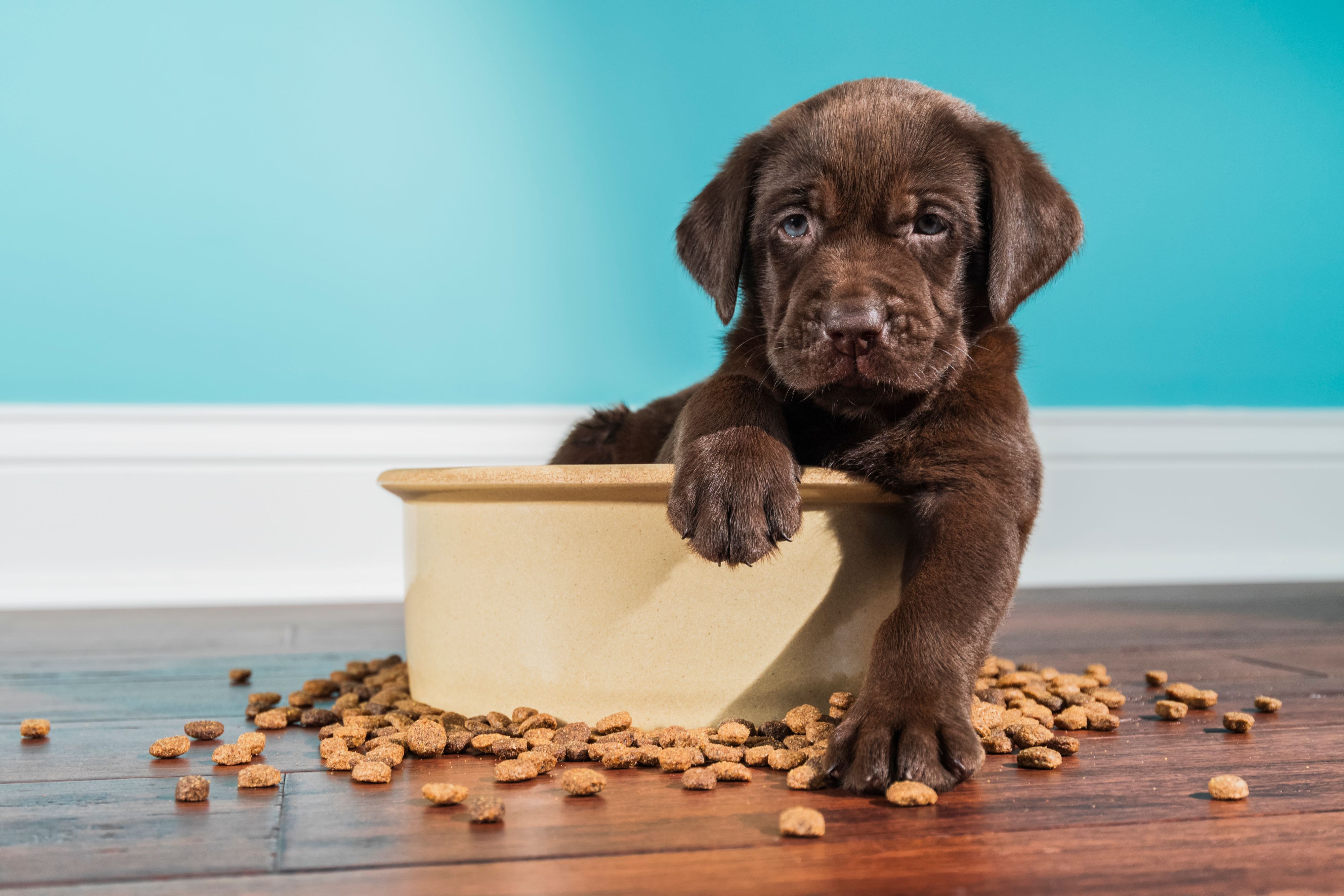 Warum jeder vierte Labrador immer Hunger hat