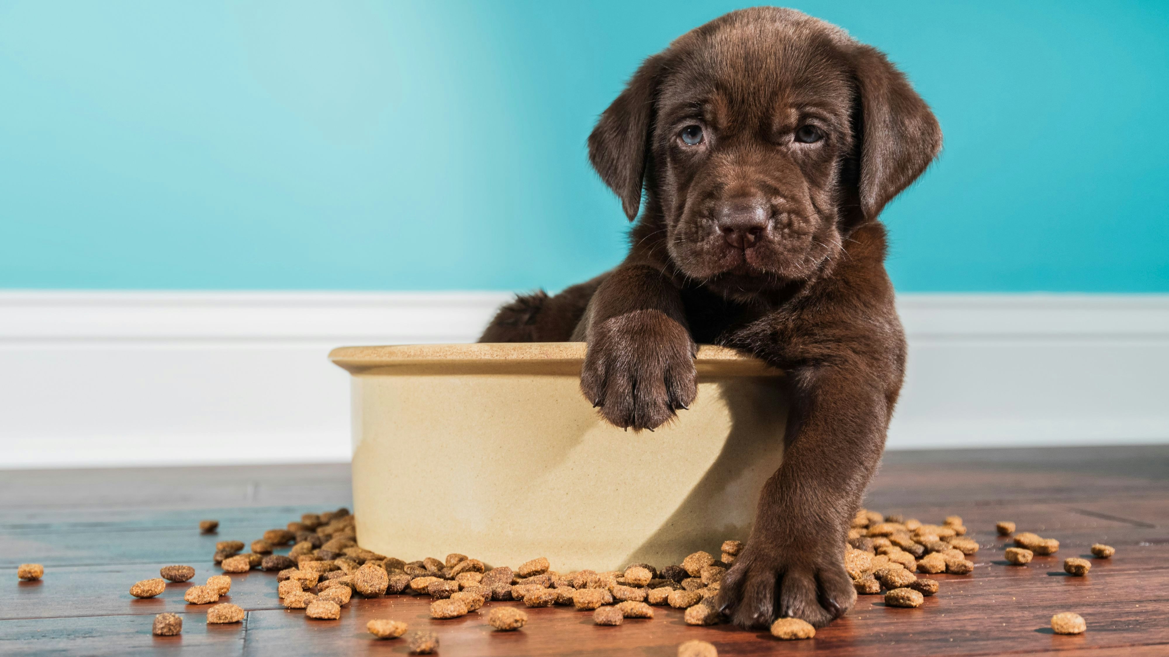 Warum jeder vierte Labrador immer Hunger hat