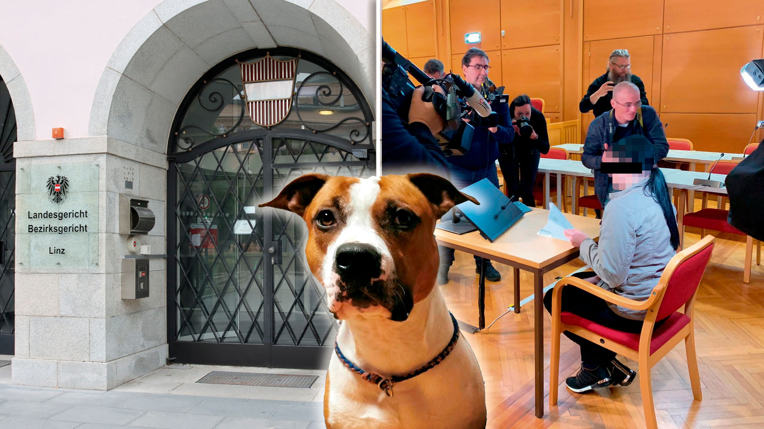 Die Halterin wurde vom Richter zu 5 Monaten unbedingter Haft verurteilt.