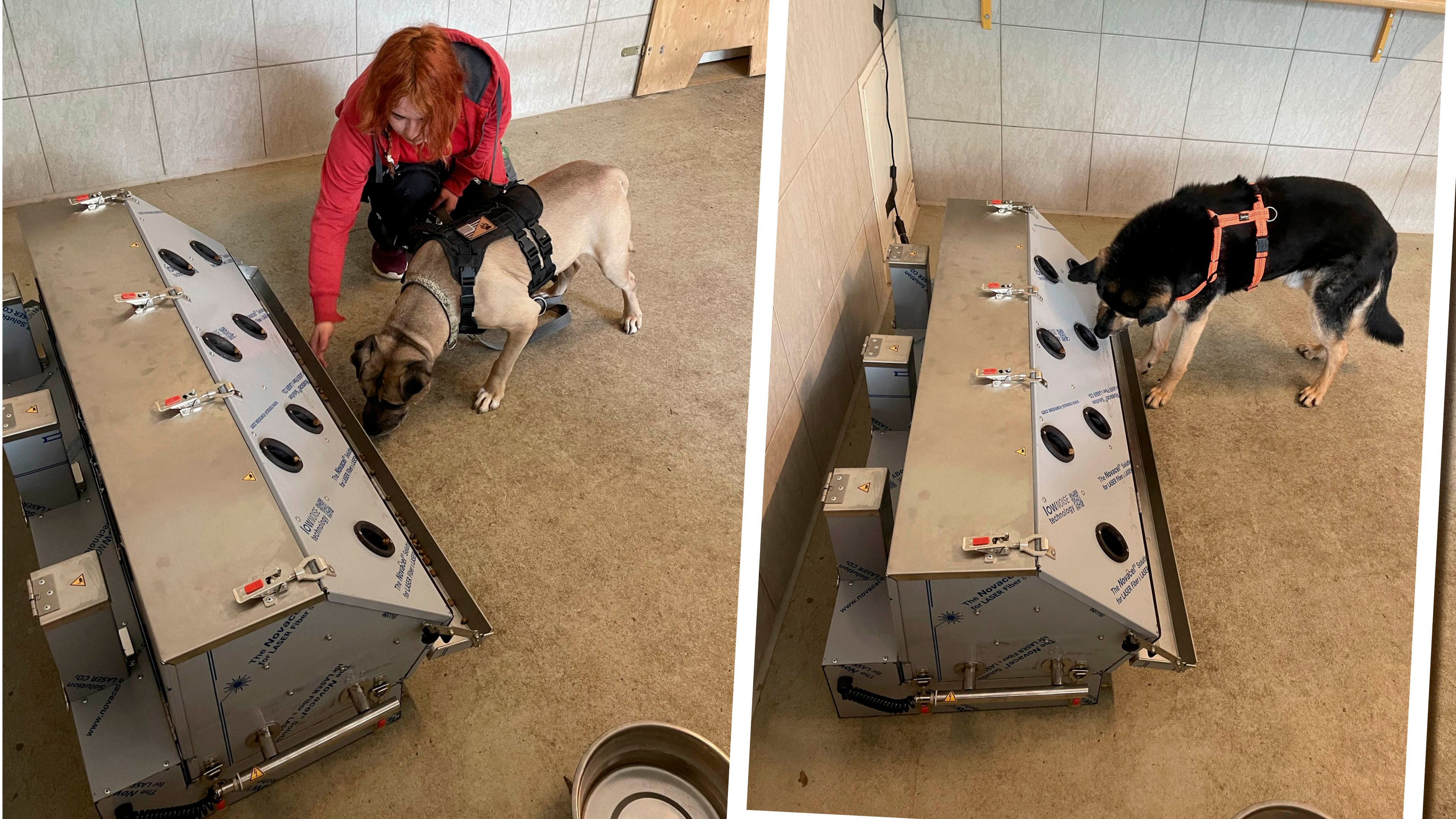 Die Hunde Vito und Balloo lernten die Scent Detection Maschine kennen. Die beiden haben sich aber nicht weiter qualifiziert.