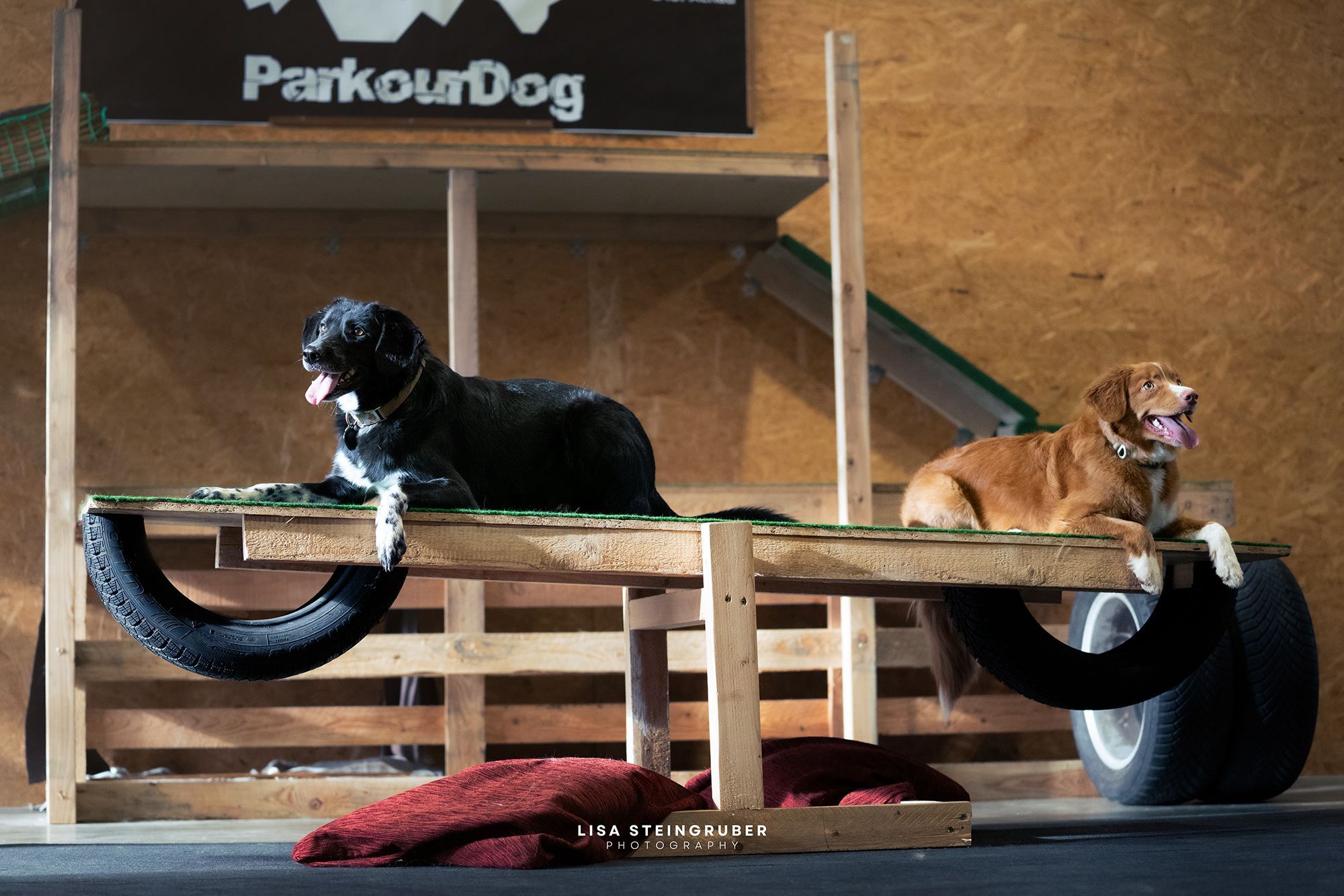 In der brandneuen und ersten Parkour-Halle Österreichs kommt der Hund voll auf seine Kosten.&nbsp;