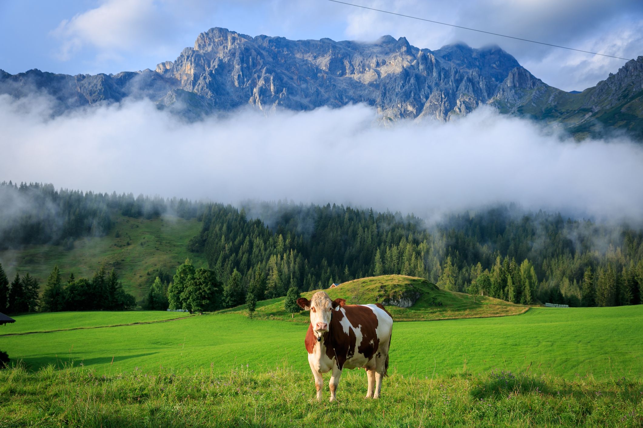 Der heimischen Heumilch-Landwirtschaft ist nun eine besondere Ehre zuteil geworden.