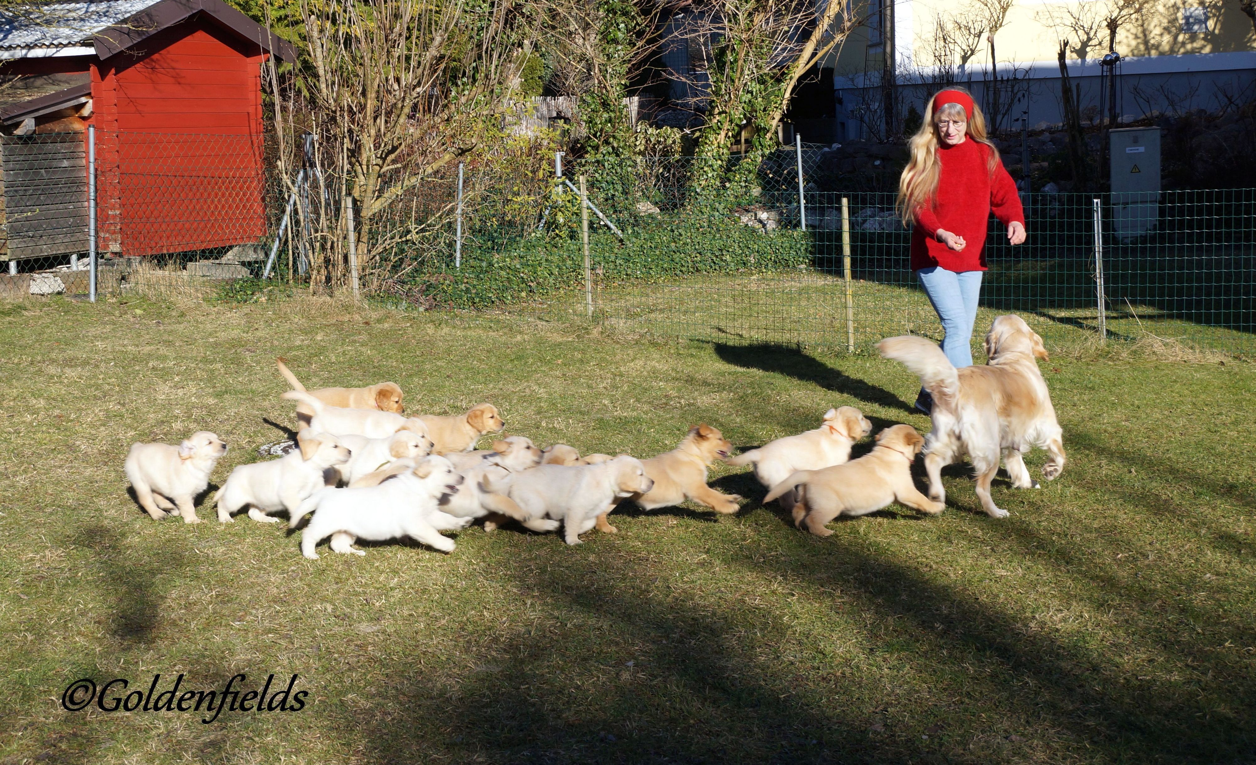 Über 14 Welpen auf einen Schlag durfte sich Züchterin Karin Knabl aus Oberösterreich freuen.&nbsp;