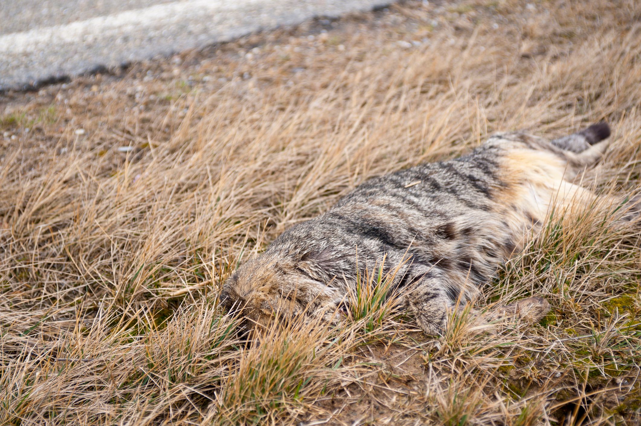 Die Frau fand zwei tote Katzen auf ihrem Grundstück.
