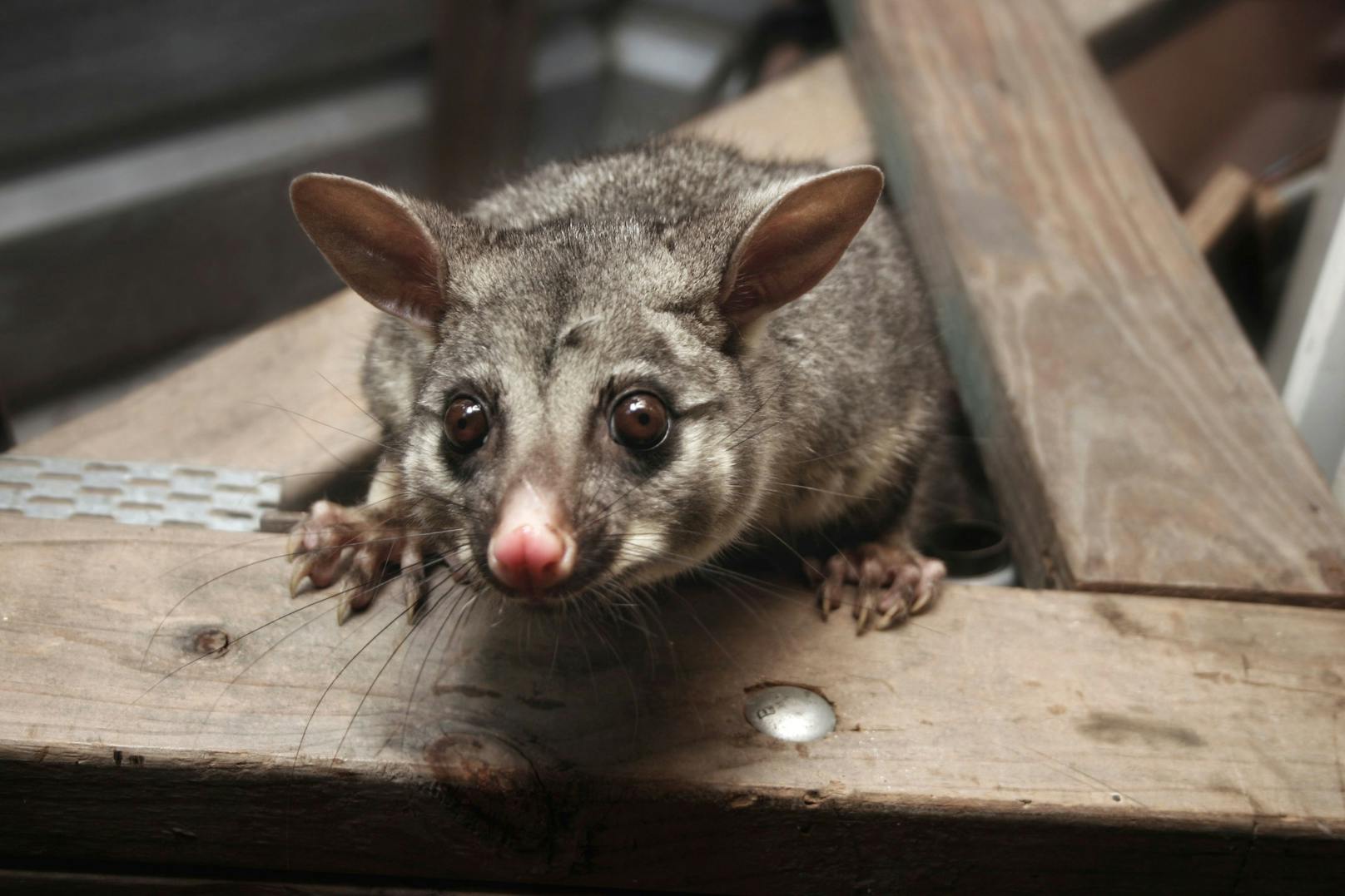 Es trägt auch den Namen "Fuchskusu" und gehört zu den Beuteltieren Australiens. 