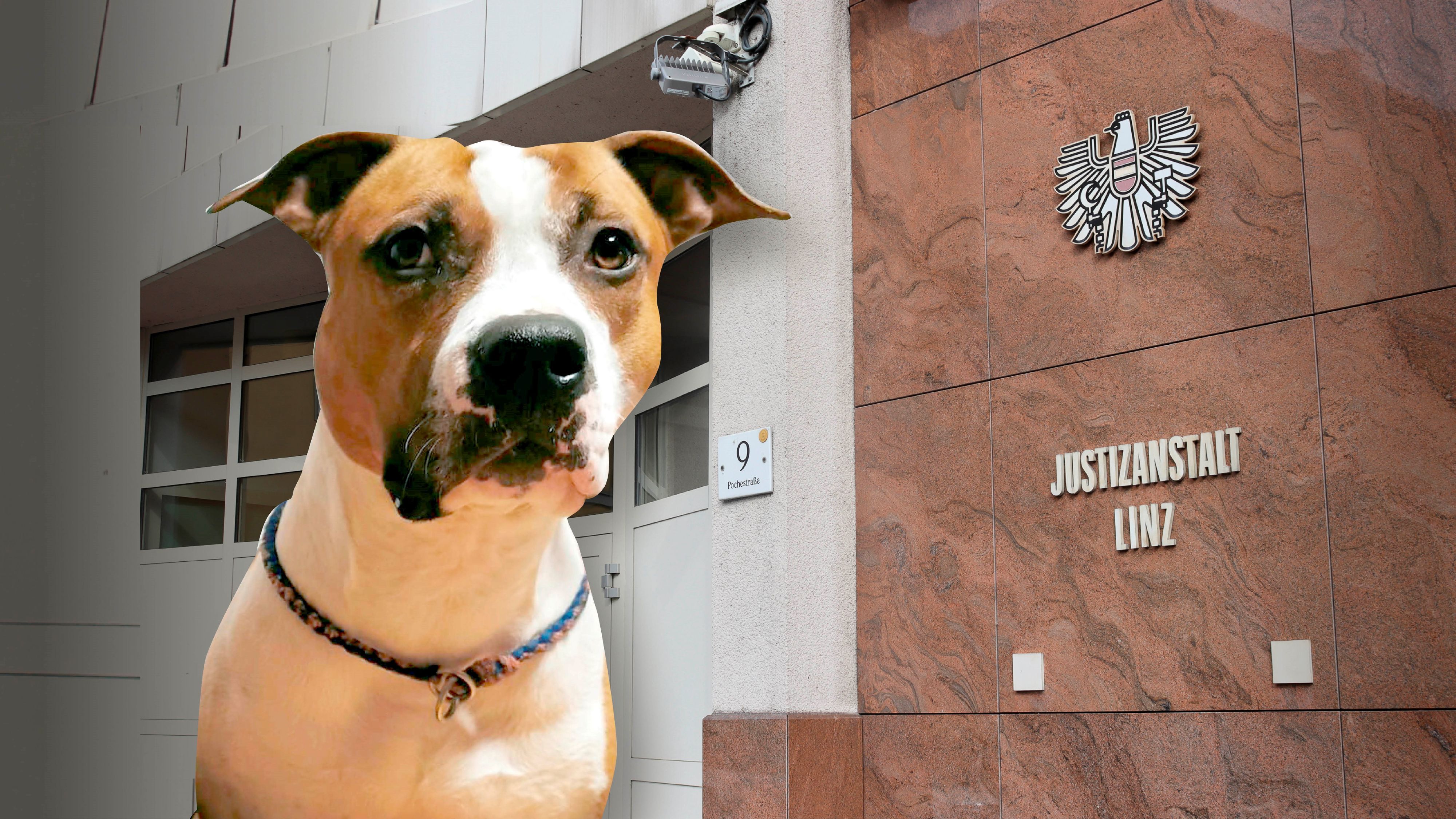 Die Halterin von Elmo wurde zu 5 Monaten unbedingter Haft verurteilt. Ob sie eine Fußfessel bekommt, ist noch nicht entschieden.