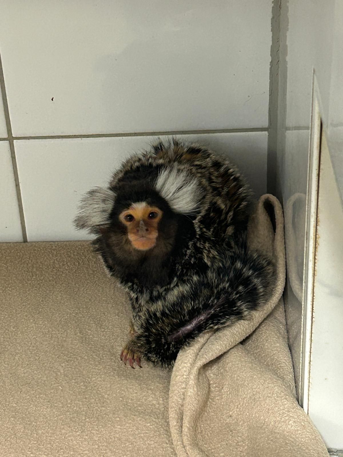 Dieses Weißbuschäffchen wurde in Bayern mit einer Banane ins Haus gelockt.