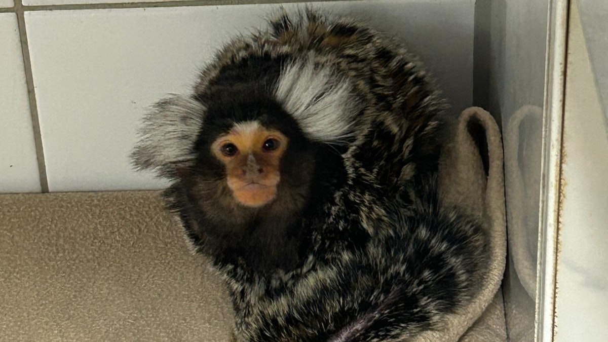 Weißbuschäffchen wurde in Bayern mit einer Banane ins haus gelockt.