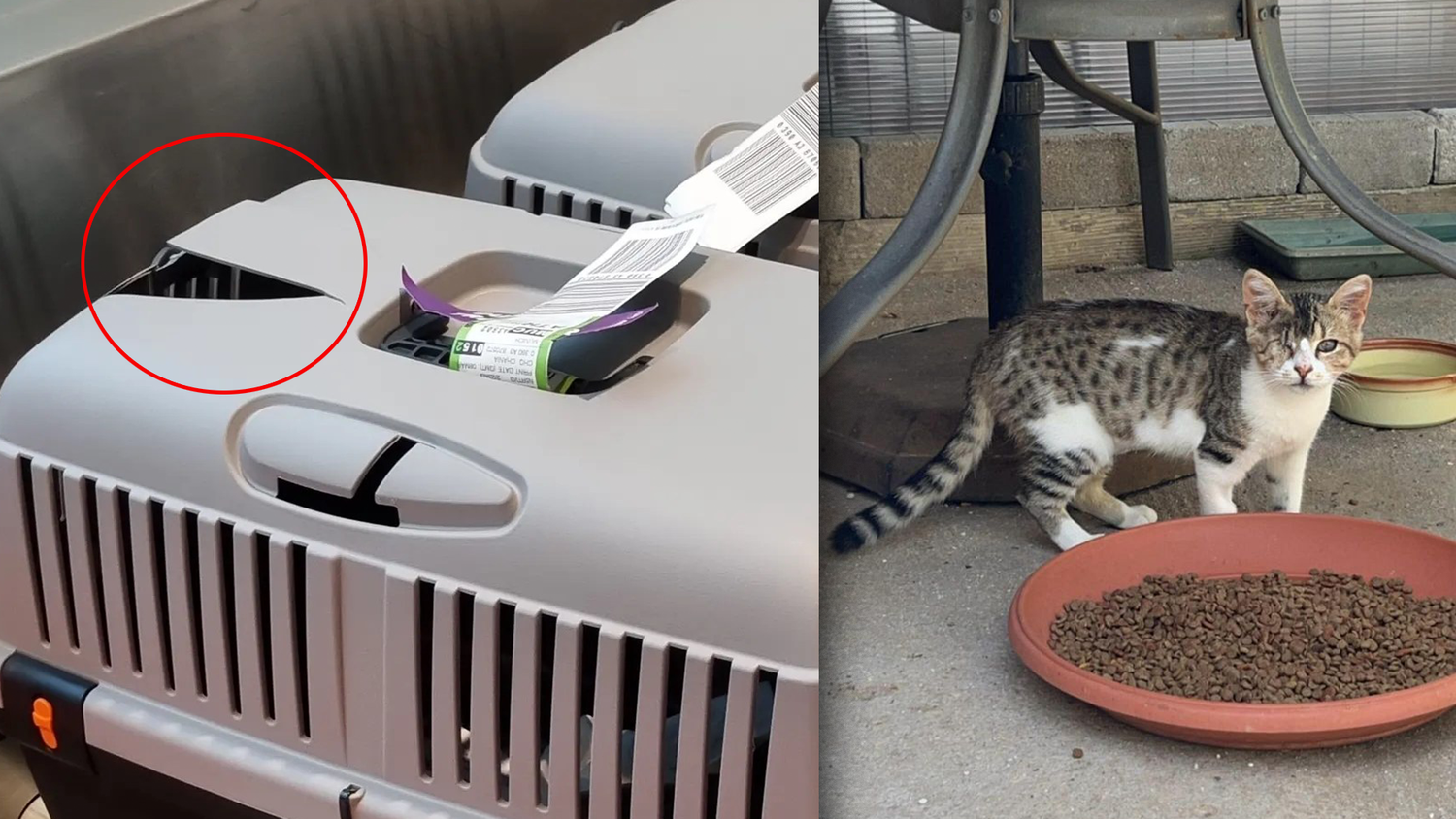 Während eines Fluges nach München verschwand Marys Katze spurlos. Sie kann einfach nicht fassen, wie so etwas überhaupt passieren kann.