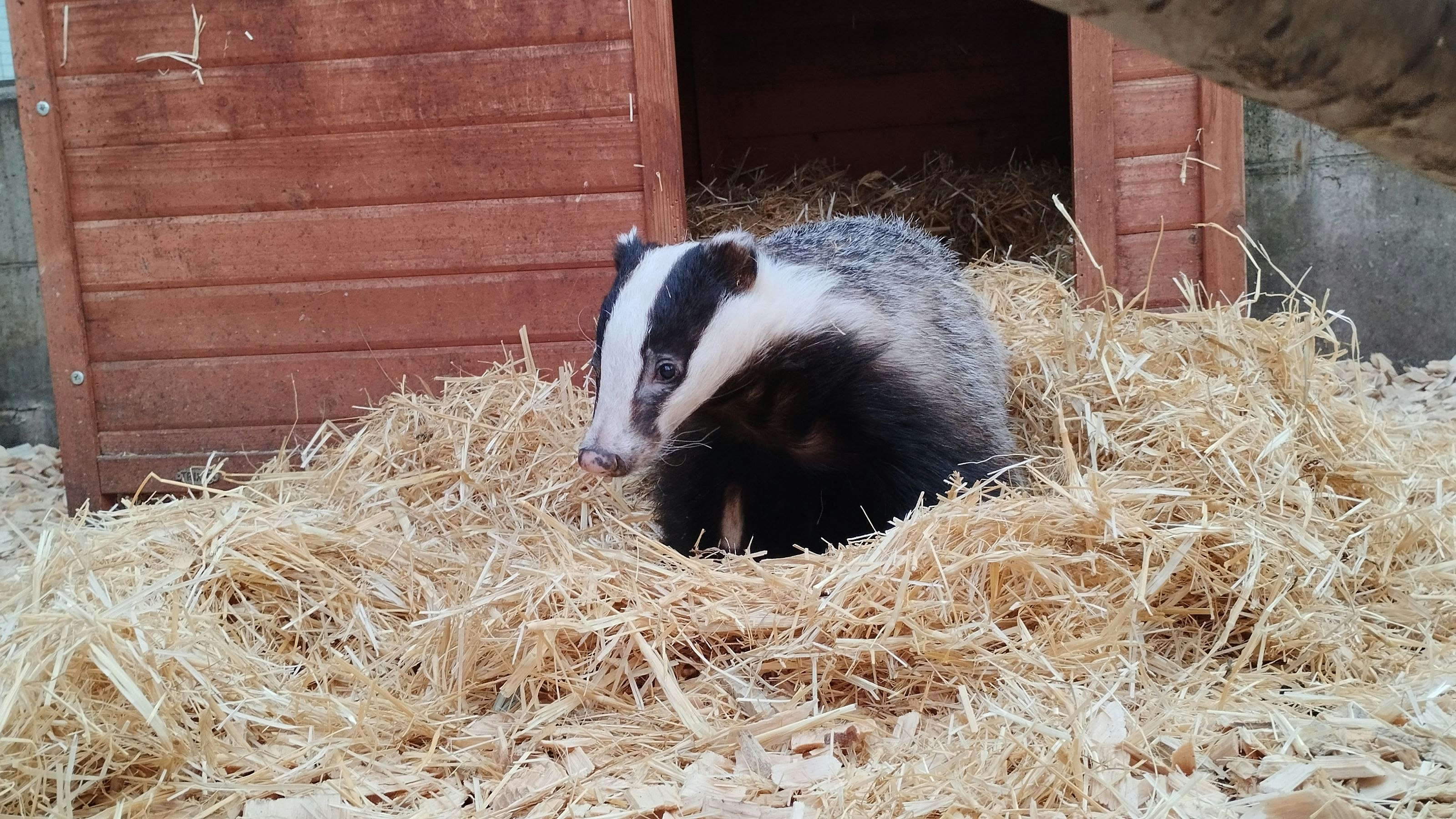 Heute.at - Gerettetes Dachsmädchen hat nun endlich einen Namen