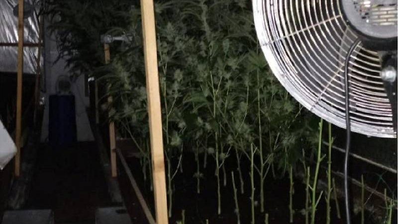 Bis Februar liefen die beiden Cannabis-Anlagen in Strasshof.