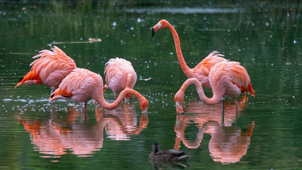 Heute.at - Warmes Wetter – Flamingos rücken NÖ näher
