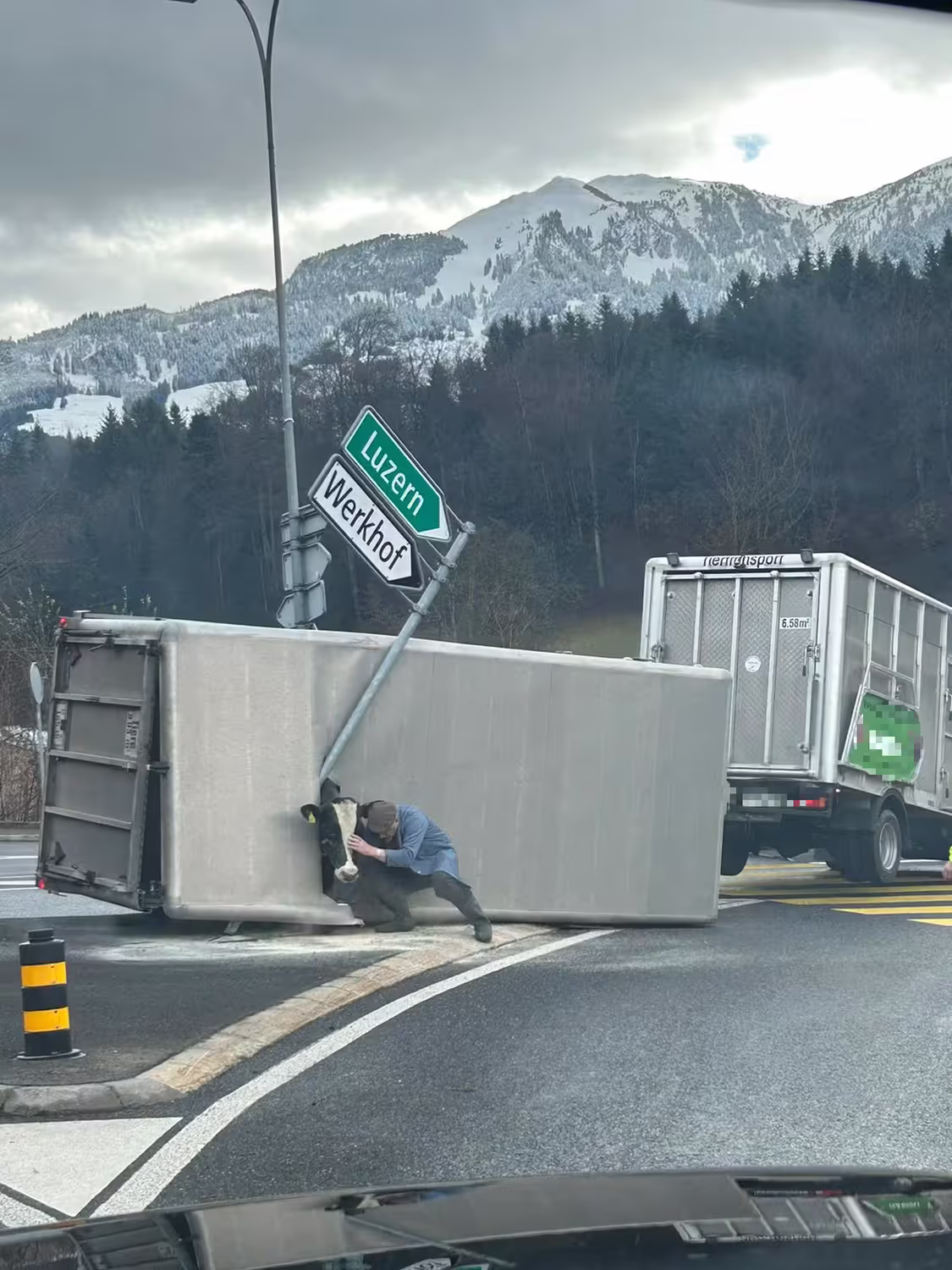 Die Kuh streckte nach dem Unfall den Kopf aus dem entstandenen Loch.
