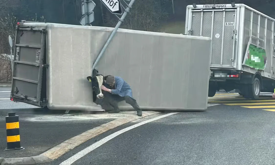 Die Kuh streckte nach dem Unfall den Kopf aus dem entstandenen Loch.