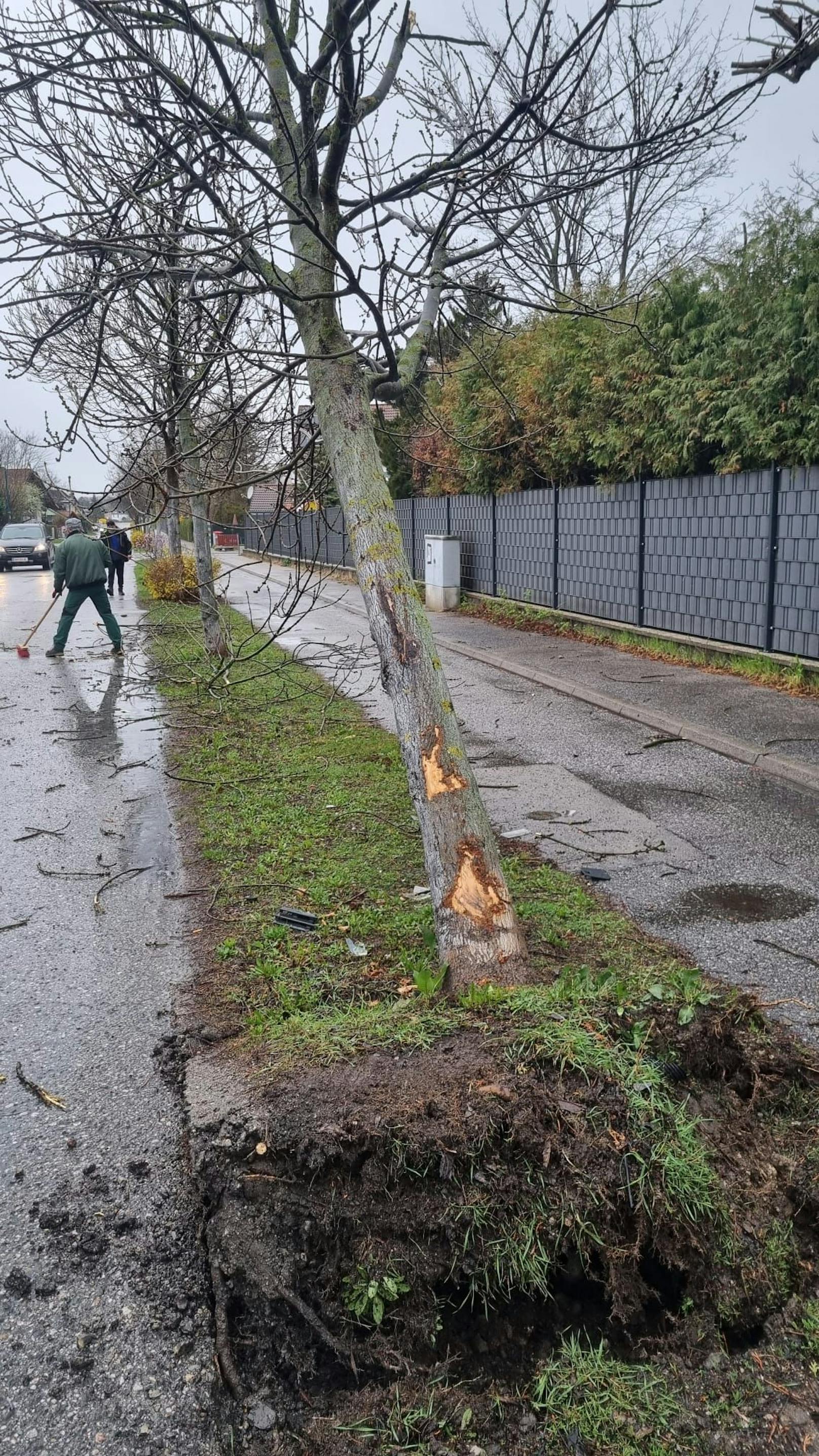 Pkw prallt gegen Baum: Lenker begeht Fahrerflucht.