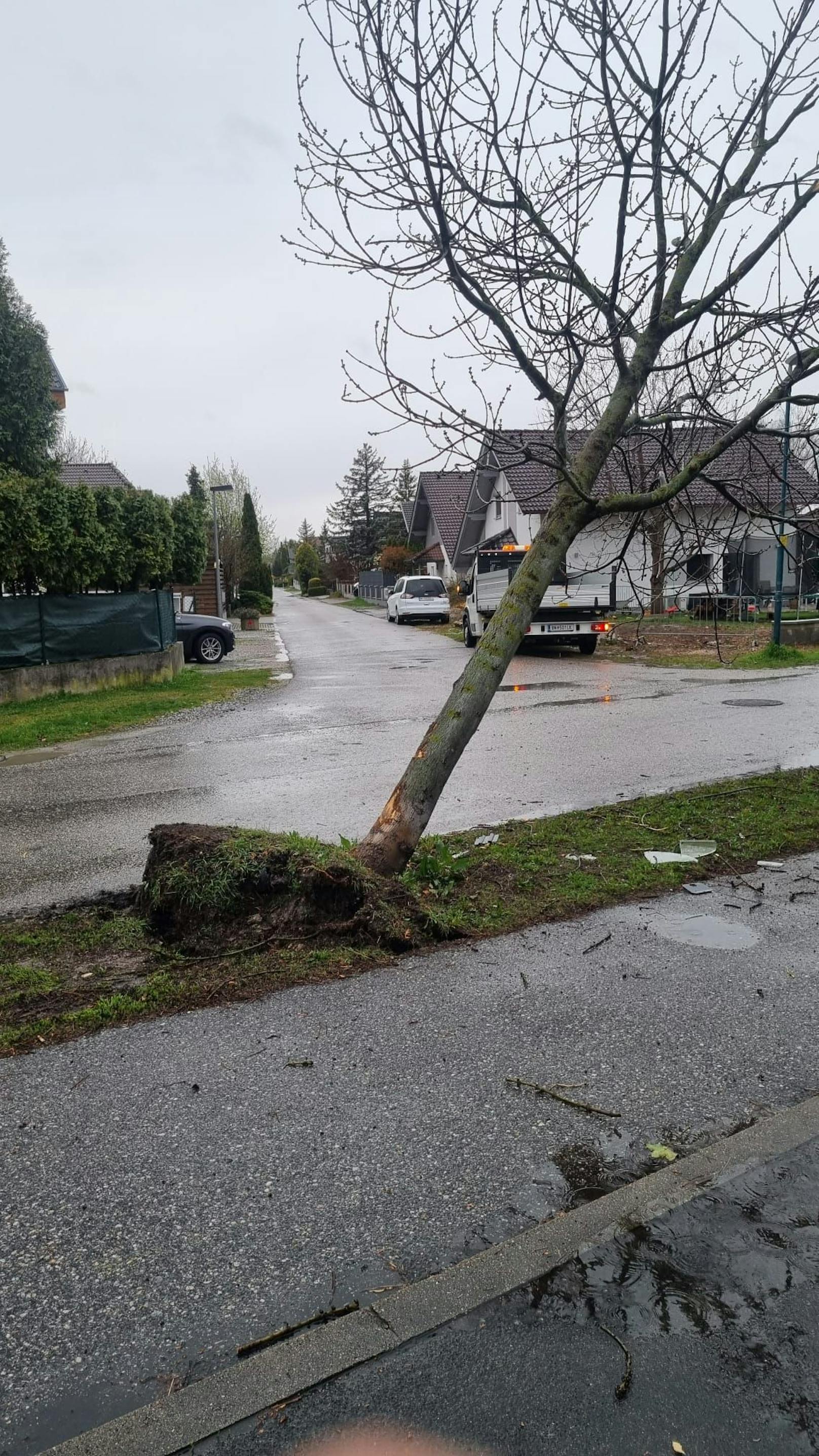 Pkw prallt gegen Baum: Lenker begeht Fahrerflucht.