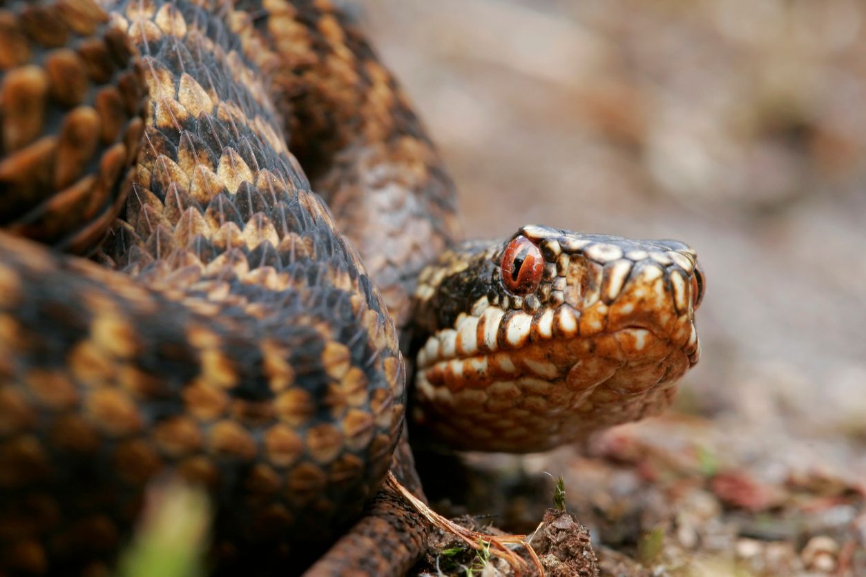 In Österreich ist nur eine Giftschlange heimisch: die Kreuzotter (Bild).