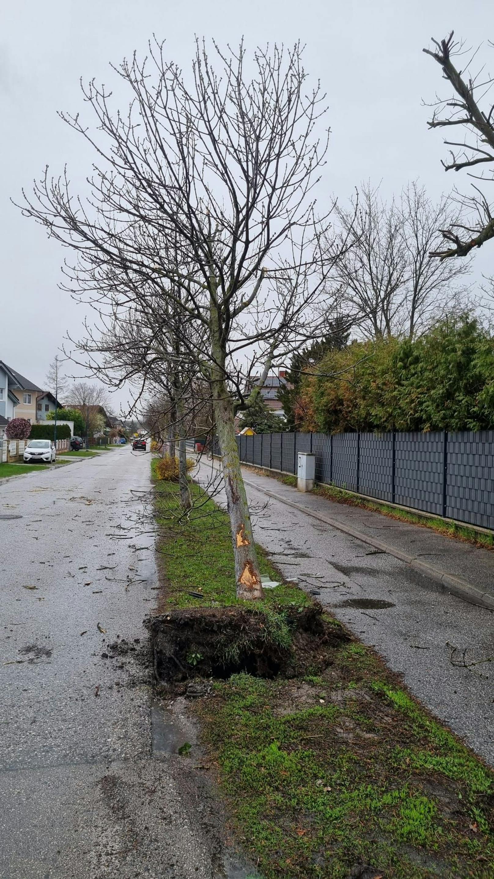 Pkw prallt gegen Baum: Lenker begeht Fahrerflucht.