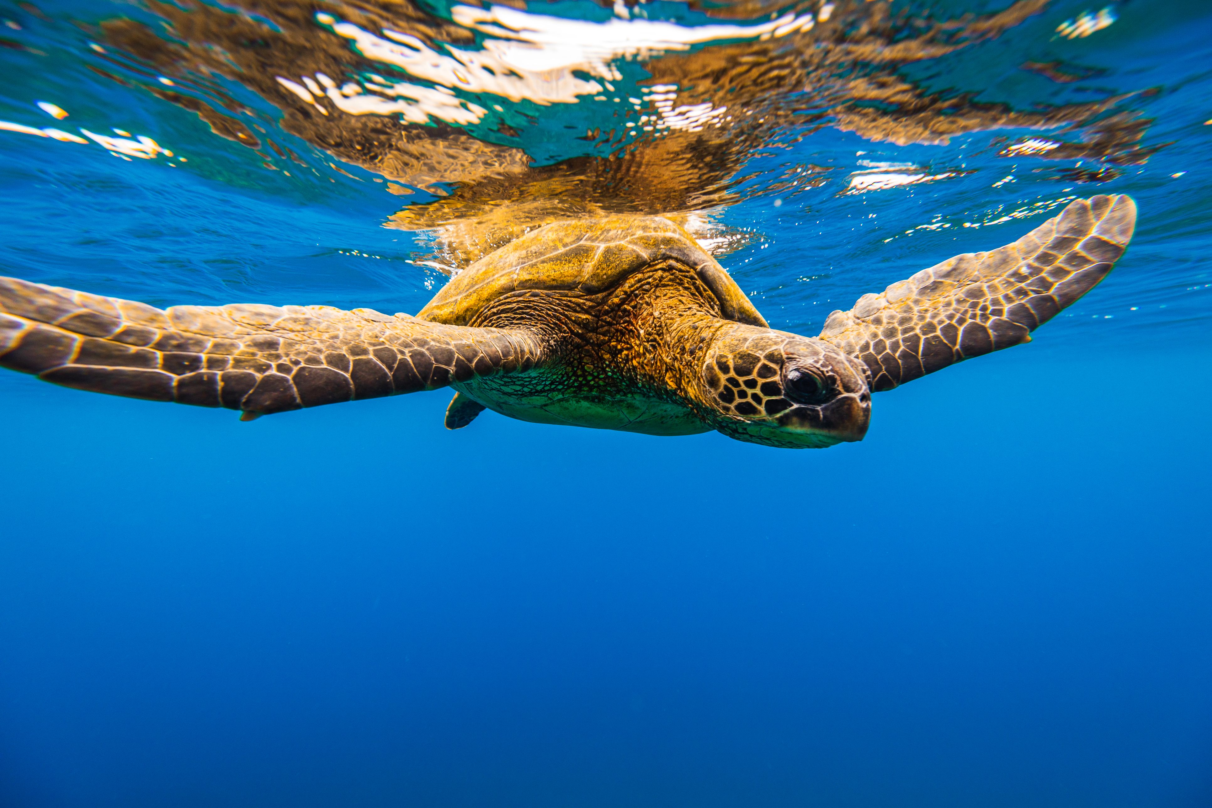 Close up of green sea turtle swimming on the surface of the ocean viewed from underwater. Photographed in Maui, Hawaii.