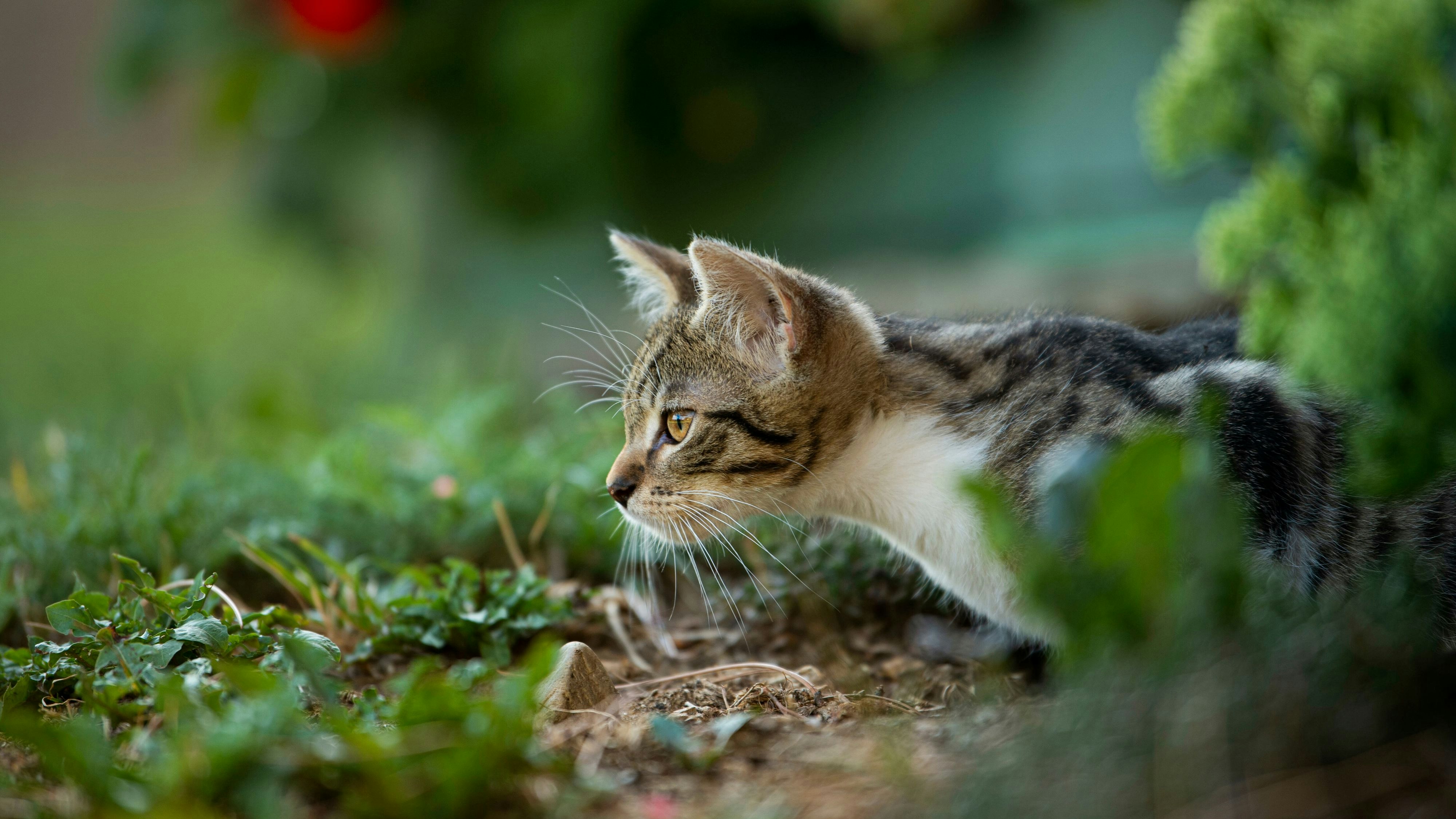 … genetisch nur in Nuancen von den kleinsten.