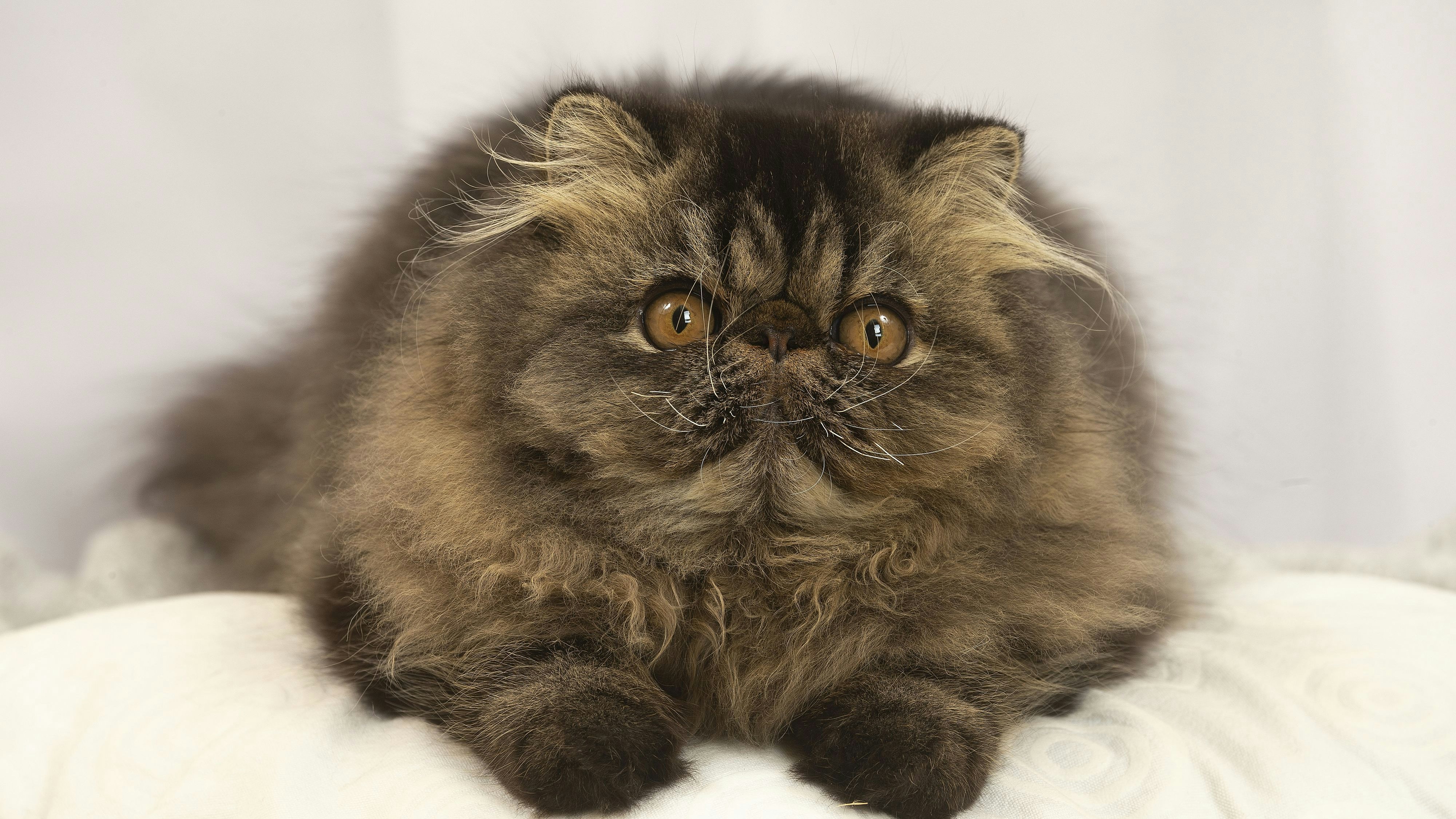 "Die Nasen wurden ihnen regelrecht weggezüchtet" – viele Perserkatzen sind für den Biologen Jonathan Losos eine Qualzucht.