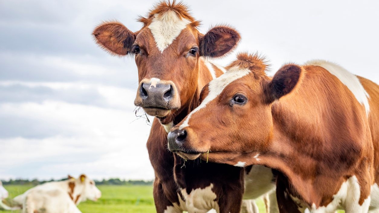 Heute.at - Steaks in Gefahr? Warum unsere Kühe unfruchtbar werden