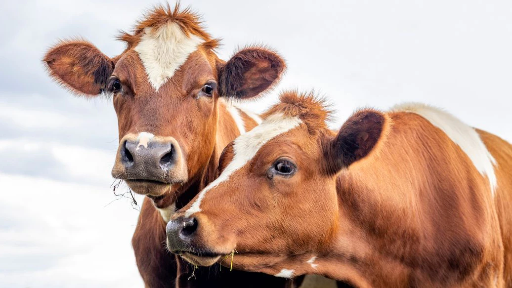 Two cuddling cows, couple heads together looking, red and white, in front view under a cloudy sky