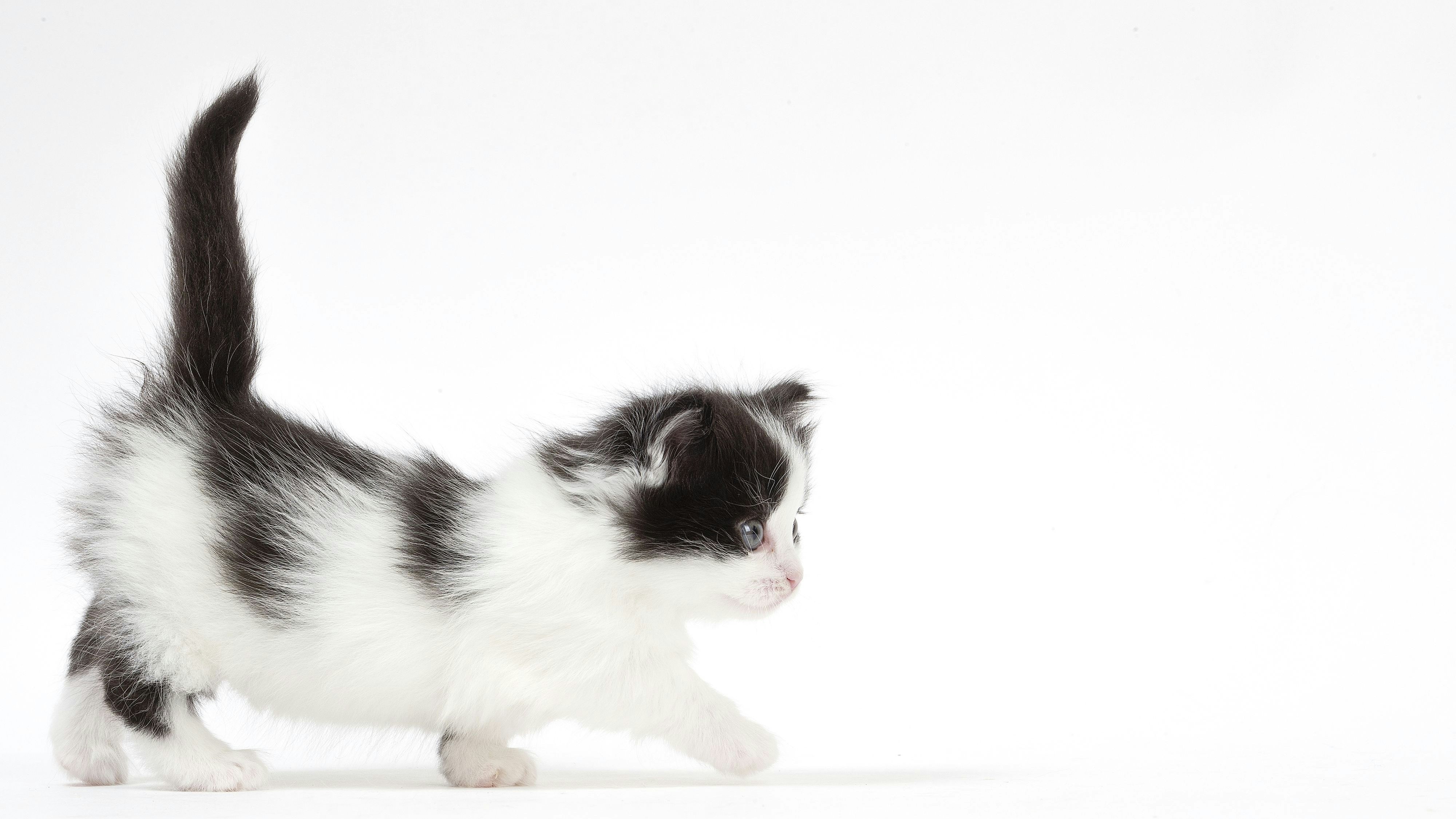 Trend-Katze: Munchkins werden die Beine kurz gezüchtet. Biologe Losos: " Sie sehen aus wie eine Wurst."