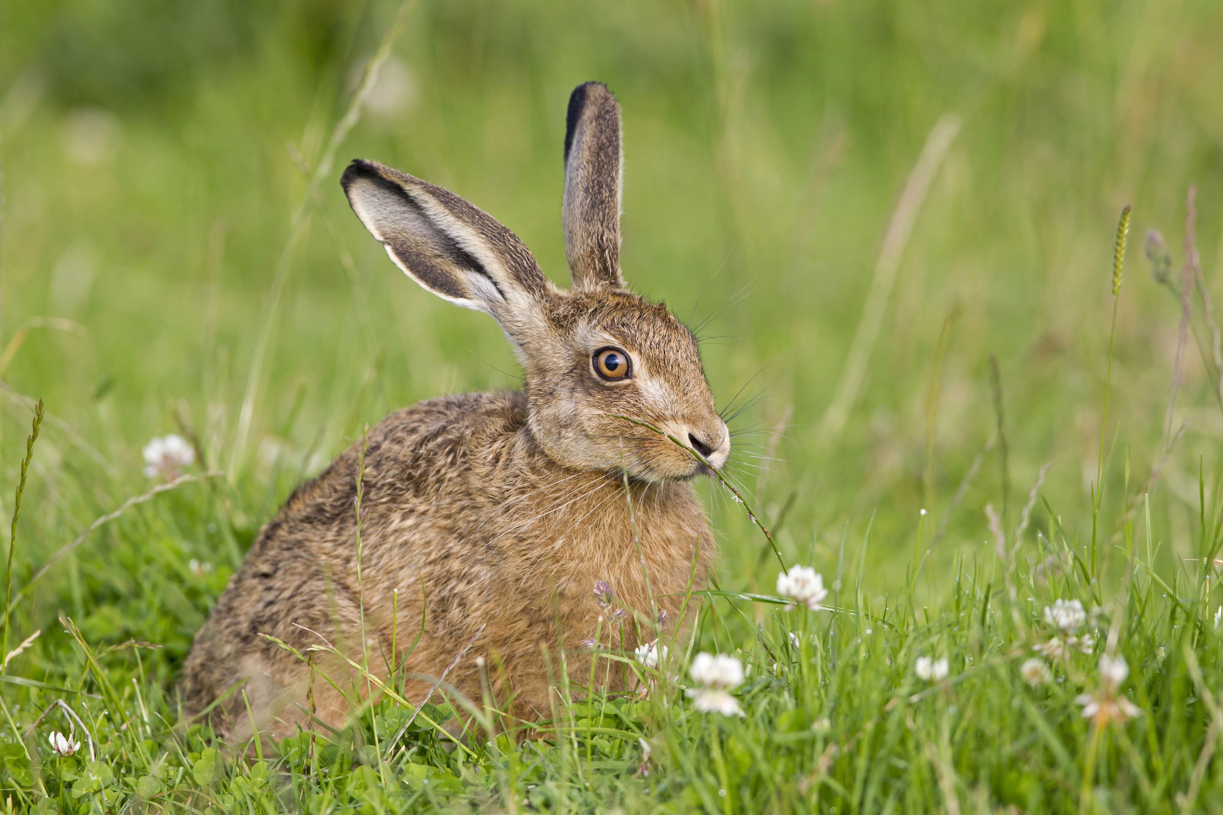 Die Polizei fand den unter Drogen gesetzten Hasen per Zufall und brachte ihn in eine Tierklinik (Symbolbild).