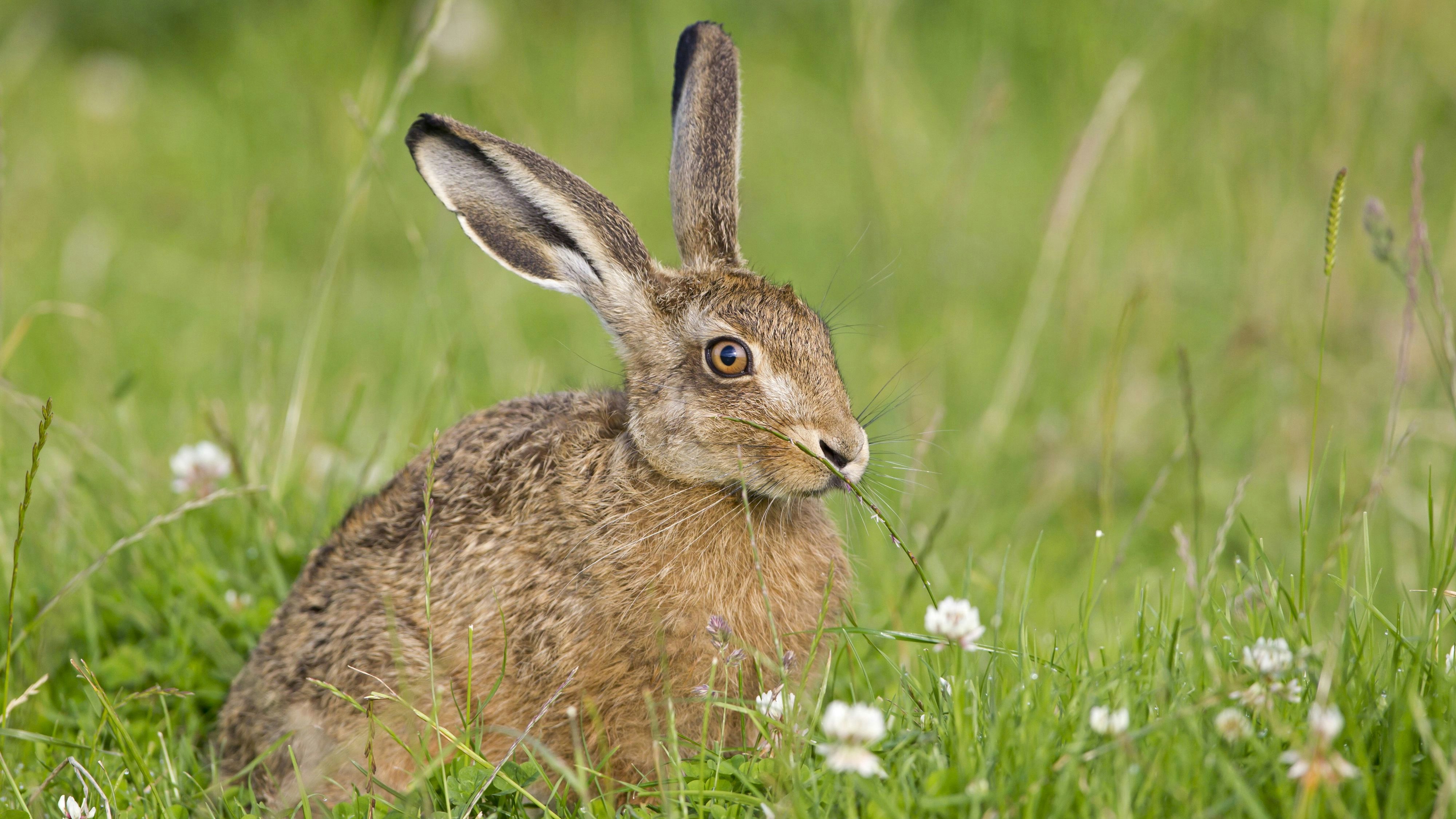 Download von www.picturedesk.com am 13.03.2024 (14:20).  European Hare (Lepus europaeus) leveret, sitting in field, sniffing grass to detect passage of other hares, Suffolk, England, June - 20140601_PD46235 - Rechteinfo: Rights Managed (RM)