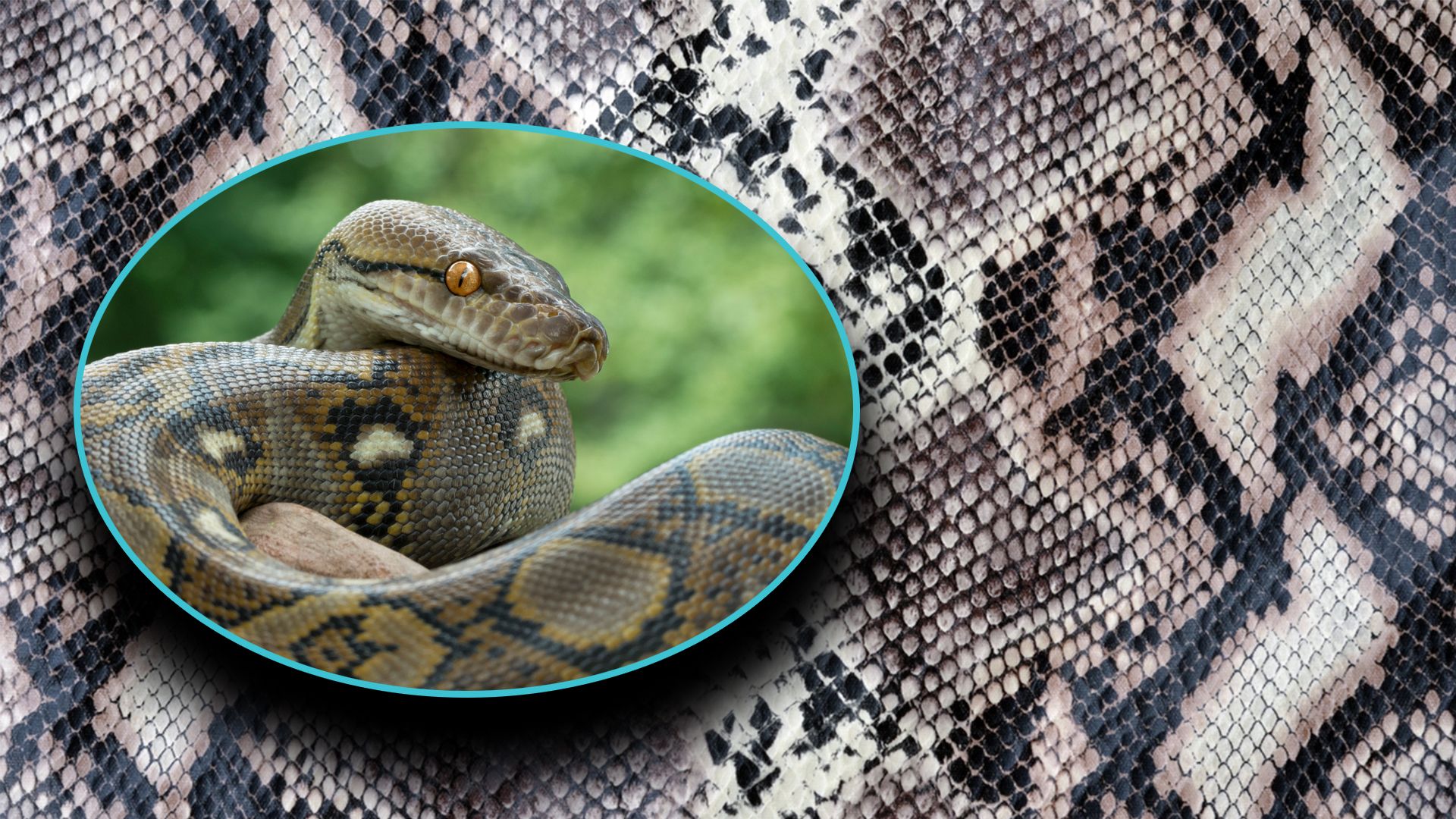 Pythons wird einfach mit dem Hammer auf den Kopf geschlagen.&nbsp;