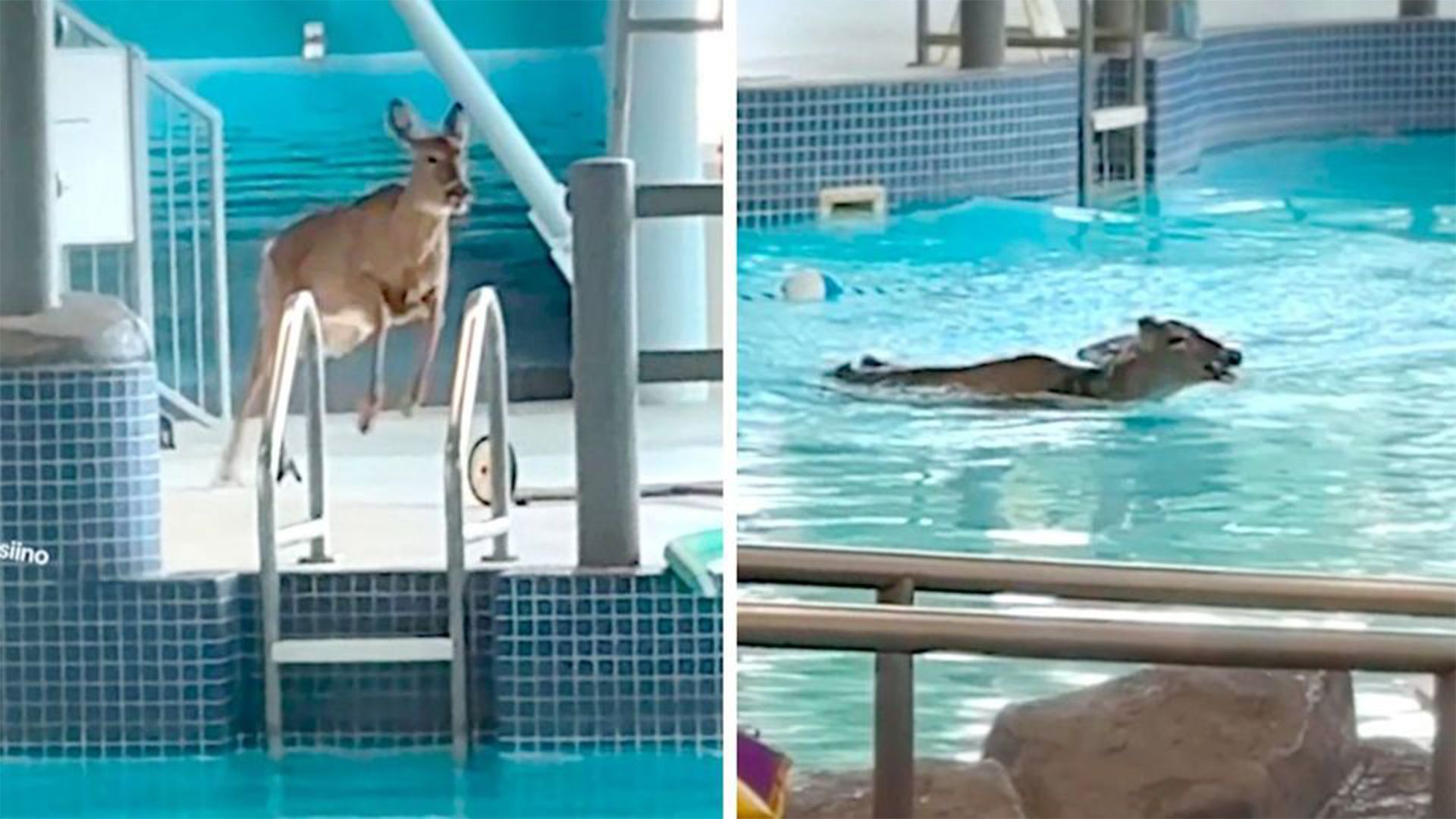 Der Weißwedelhirsch hielt den Bademeister eines Schwimmbades in Kanada ordentlich auf Trab.&nbsp;