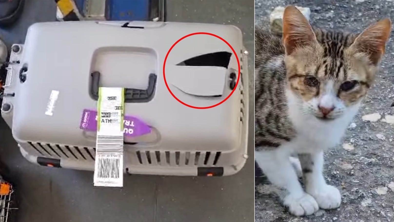 Katze fast blind, geht auf Flug nach München verloren