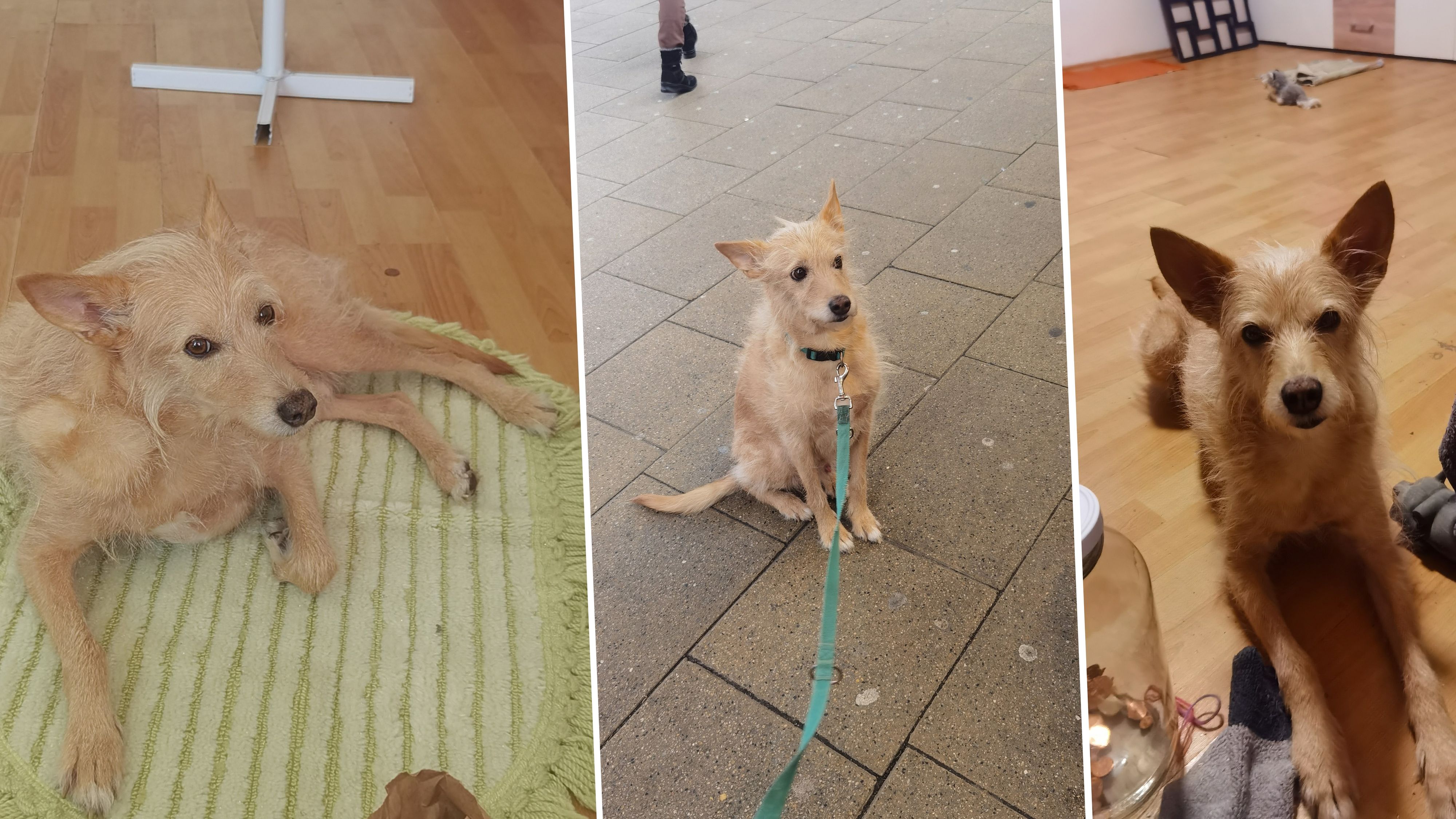Eva hofft, ihren Hund wiederzufinden.