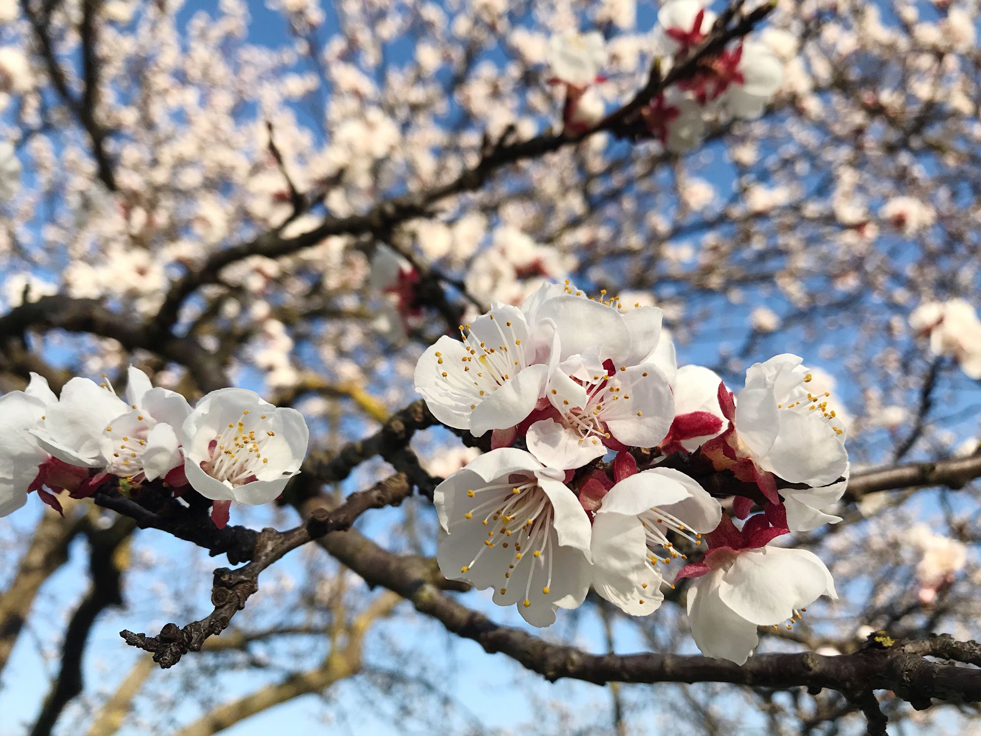 In der Wachau steht die Marillen-Vollblüte kurz bevor.