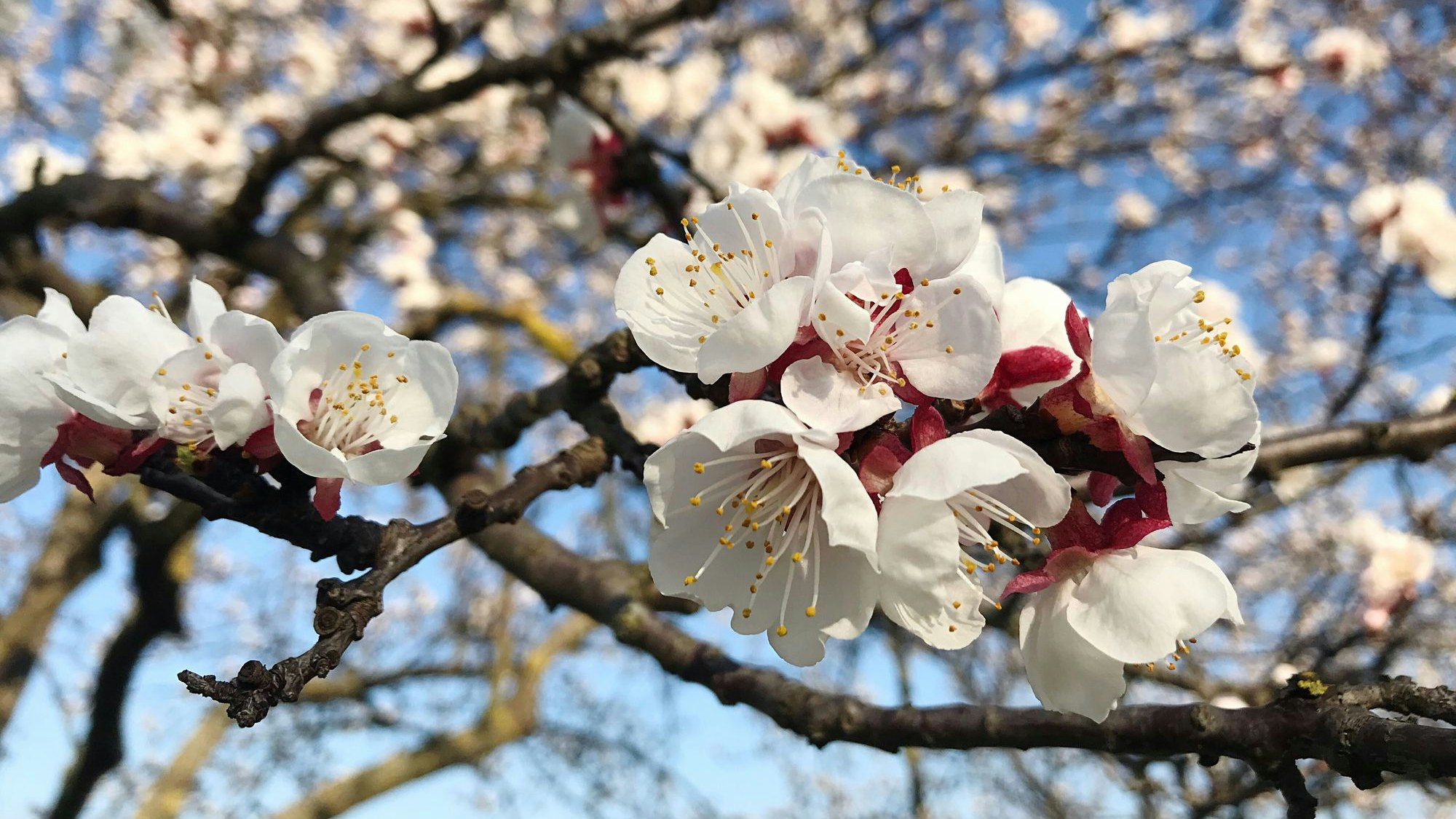 In der Wachau steht die Marillen-Vollblüte kurz bevor.