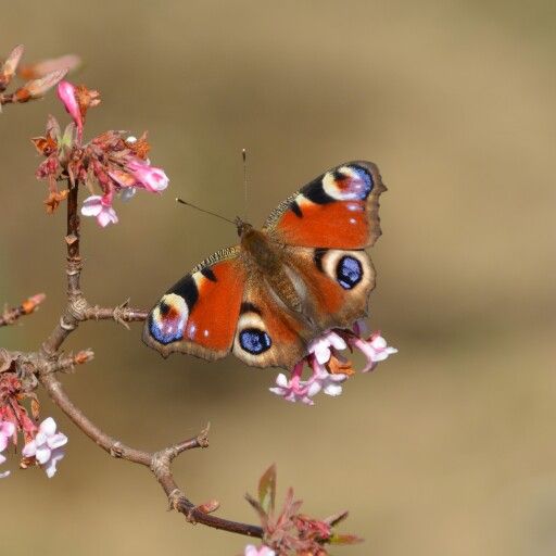 Unser beliebtes Tagpfauenauge ist der Schmetterling des Jahres 2024.
