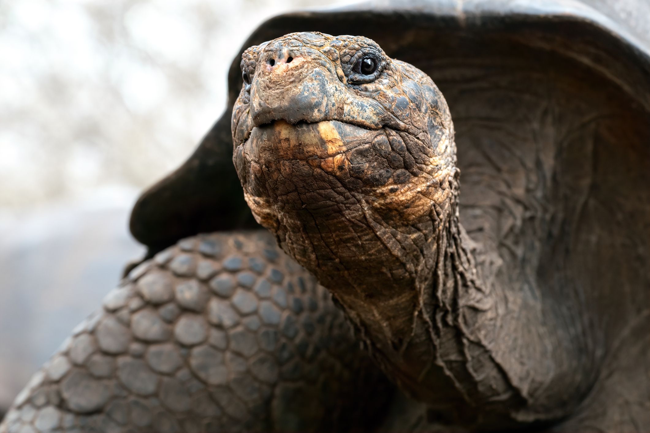 Portrait of a giant tortoise with outstretched head, San Cristóbal, Galápagos