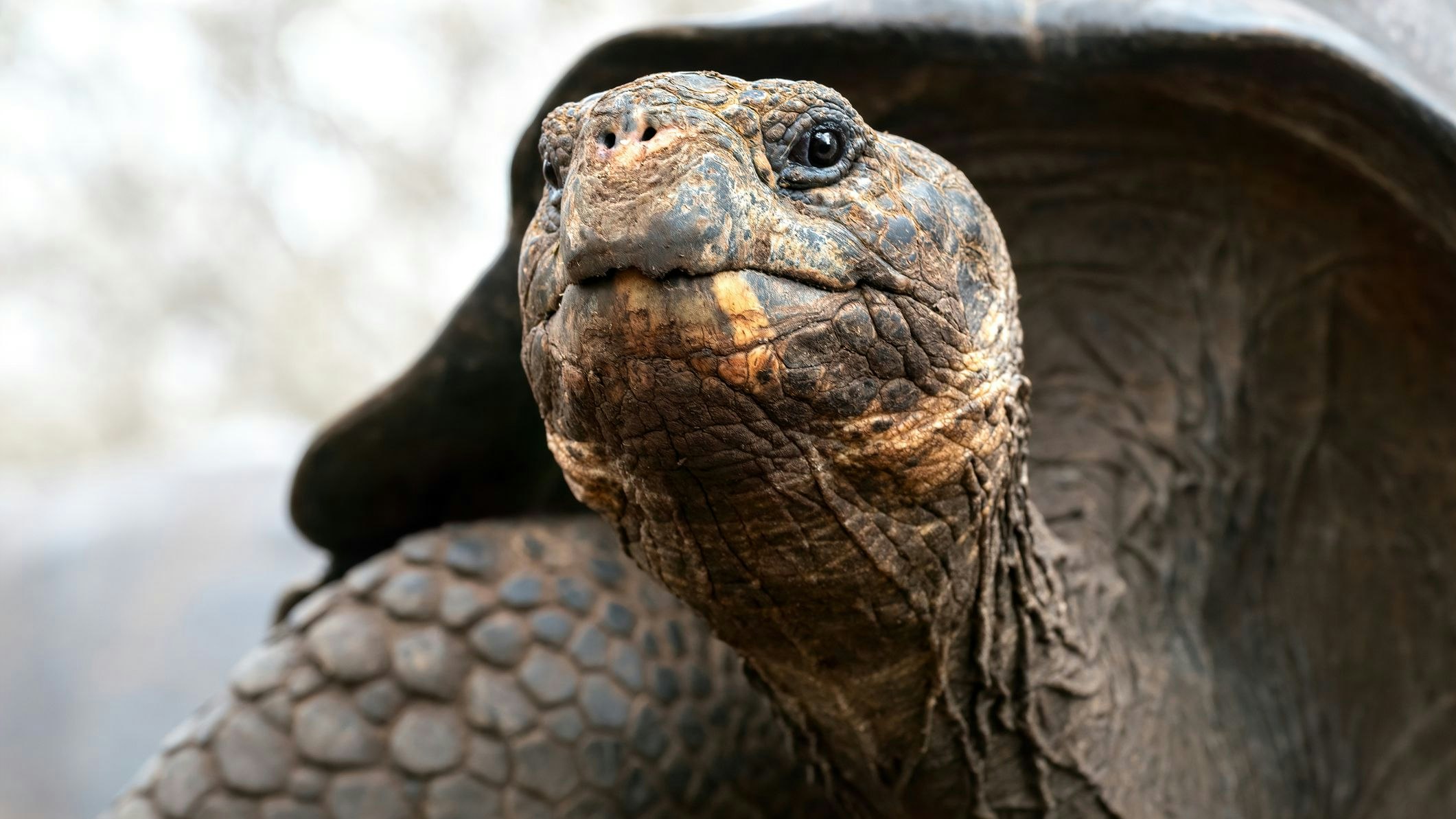 Portrait of a giant tortoise with outstretched head, San Cristóbal, Galápagos