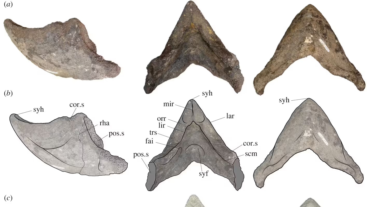 Hier sieht man Fotos (a) und Umrisse (b) der Kieferknochen des riesigen Reptils.