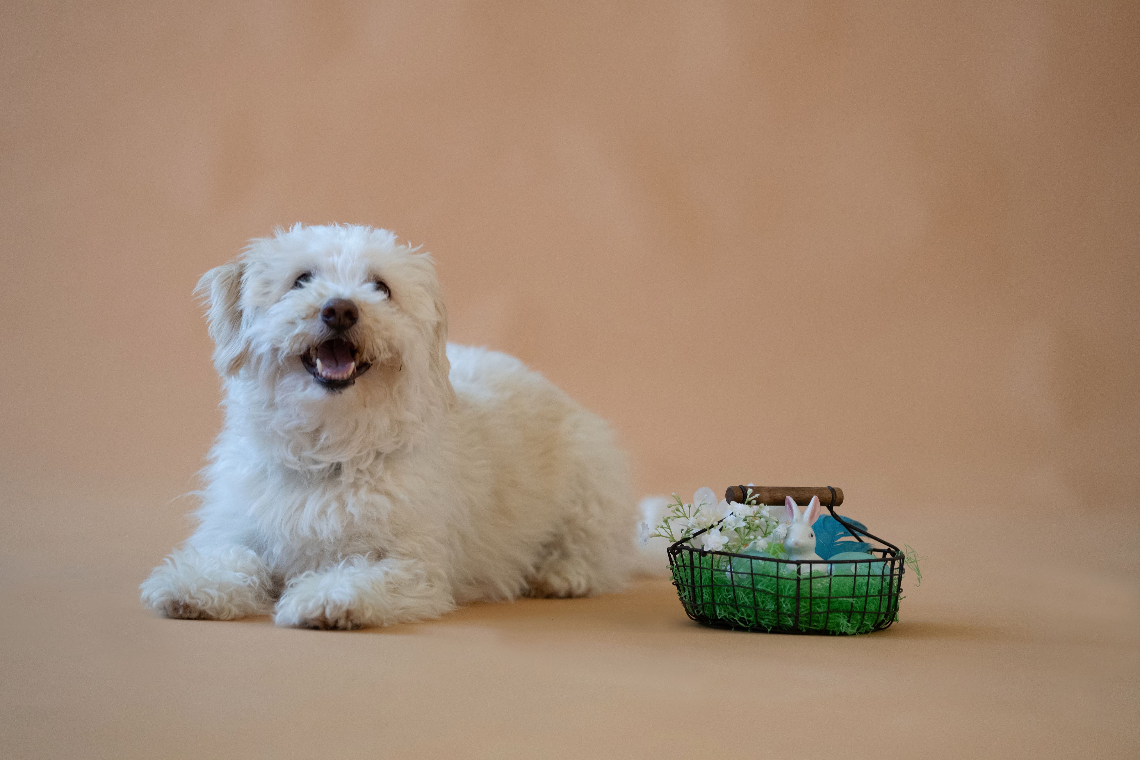 Wie jedes Jahr startet nun die Osterkörbchen-Aktion für die Schützlinge des Tierschutzhauses in Vösendorf.&nbsp;