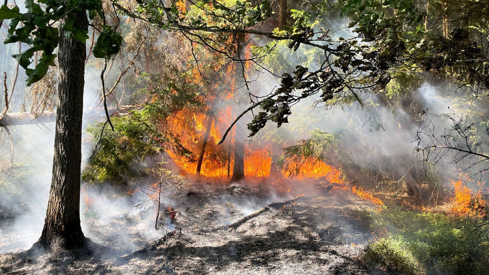 Waldbrandgebiete könnten sich in Europa verdoppeln