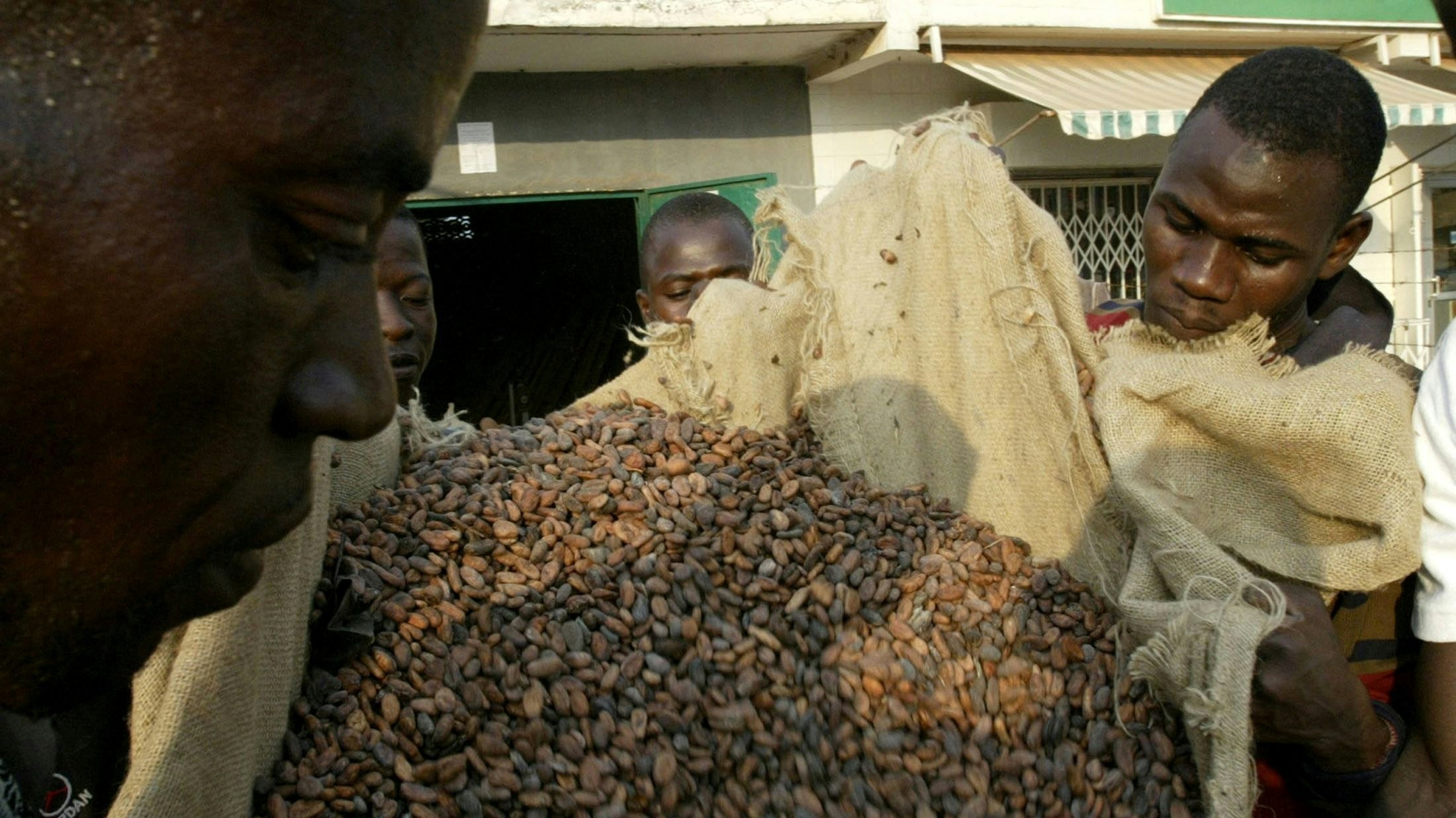 Ivorian workers gather cocoa beans in Agboville, about 80 km (50 miles) from Abidjan the capital of Ivory Coast, December 17, 2005. Top world cocoa producer Ivory Coast on Monday rejected charges by rights groups that child slaves help produce its cocoa and said Valentine's Day consumers could eat Ivorian chocolate with a clear conscience. Picture taken December 17, 2005. Reuters/Luc Gnago