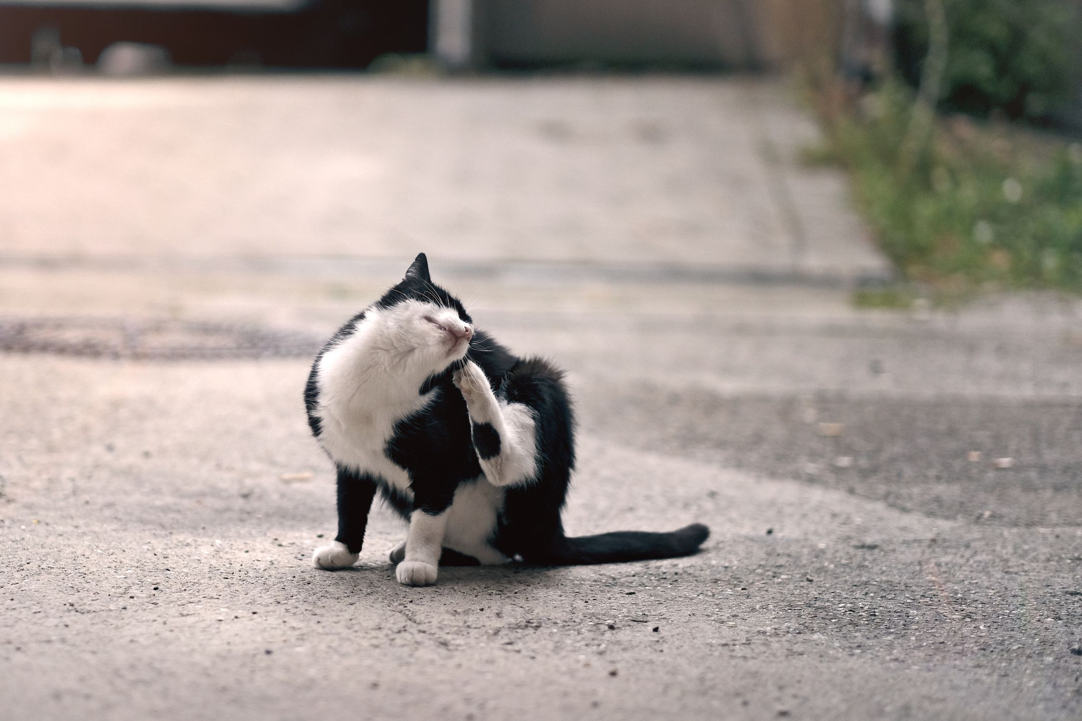 Symbolbild einer Katze