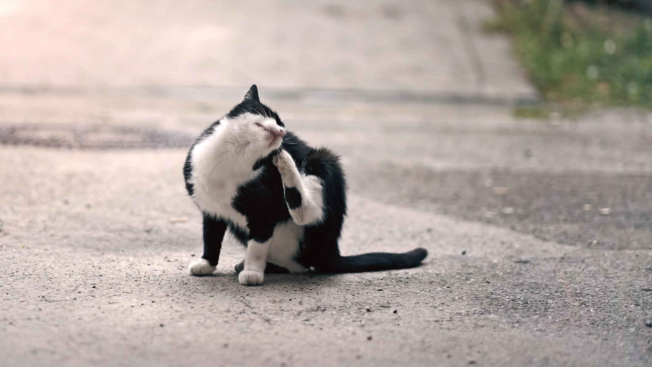 Symbolbild einer Katze